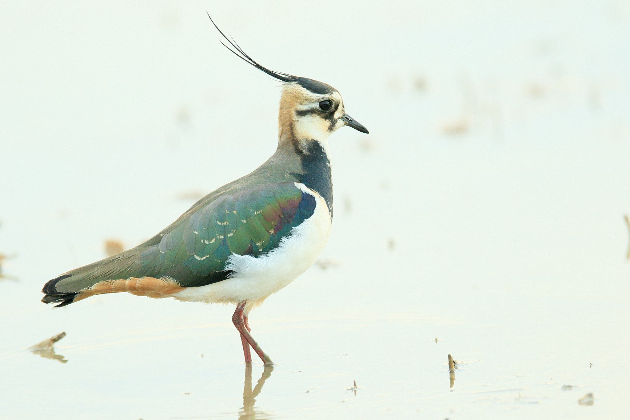 Canon EF 400mm F2.8L IS II USM sample photo. タシギ   見て− photography