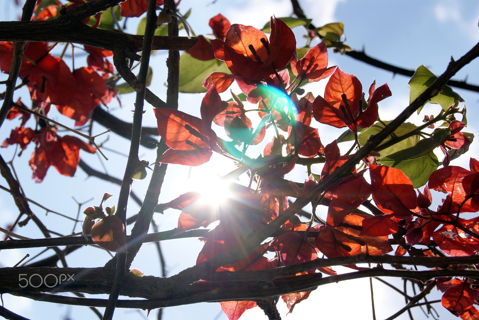 Sony Alpha DSLR-A330 + Sony DT 18-55mm F3.5-5.6 SAM sample photo. Bougainvillea photography