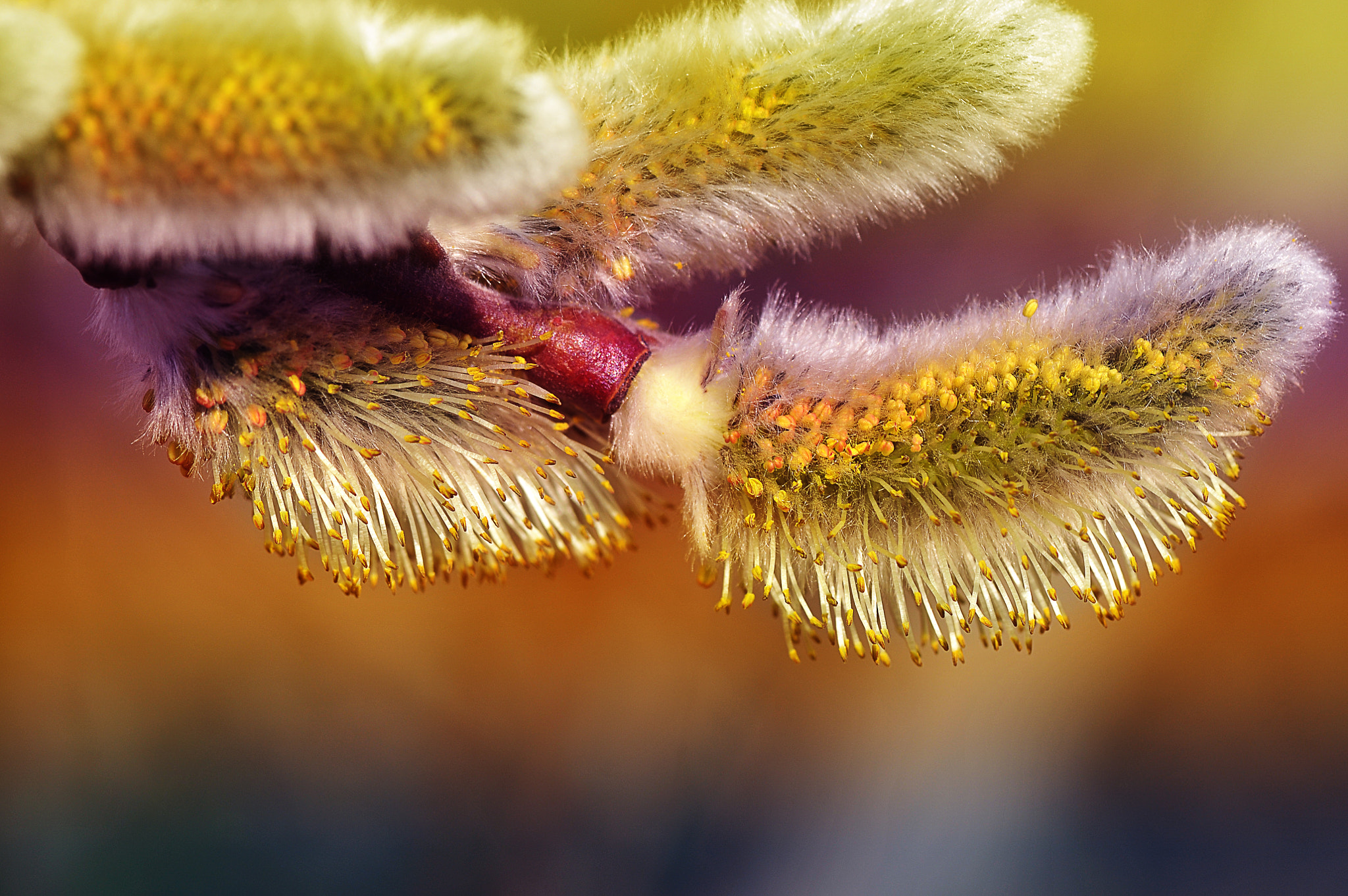AF Micro-Nikkor 105mm f/2.8 sample photo. Цветение вербы photography