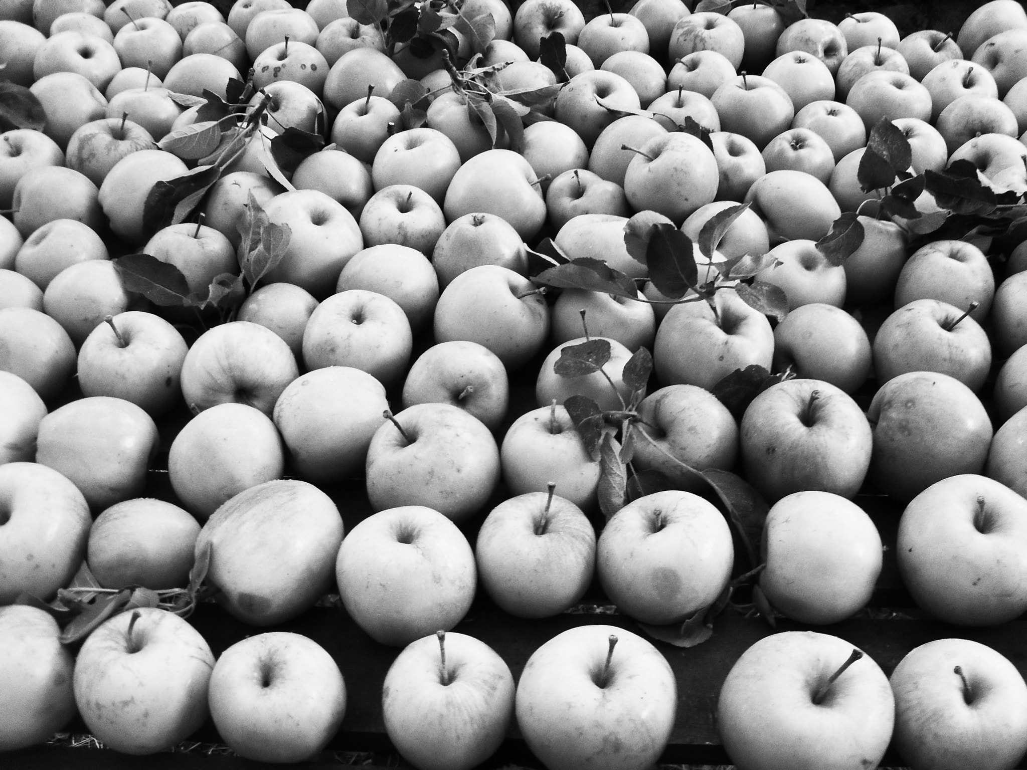 Samsung PL51 / VLUU PL51 /  SL203 sample photo. Raccolto - harvest photography