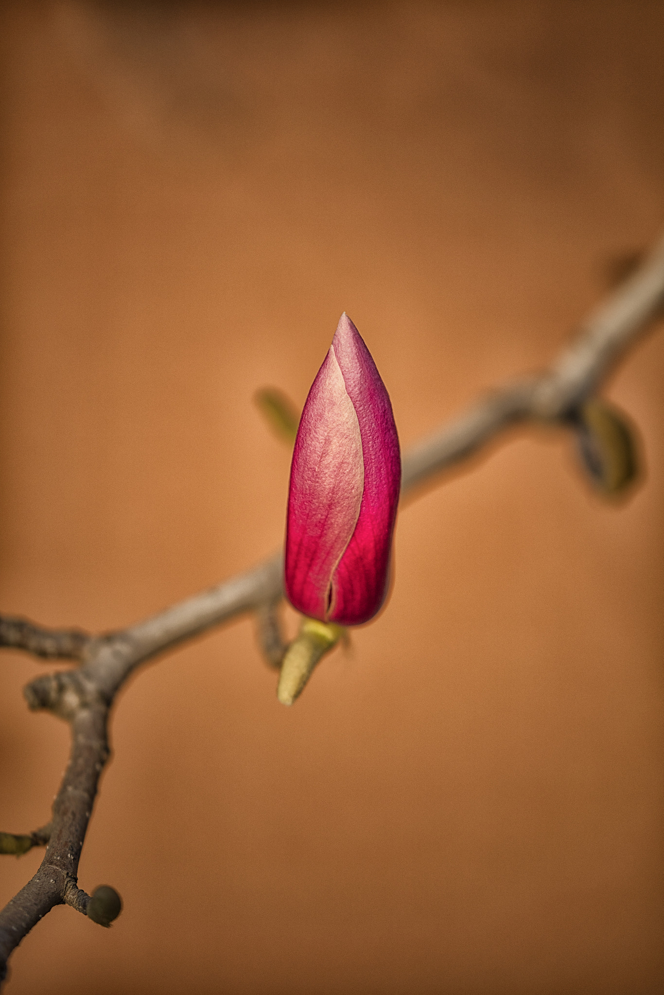 Canon EF 100-400mm F4.5-5.6L IS II USM sample photo. 火烛玉兰 photography