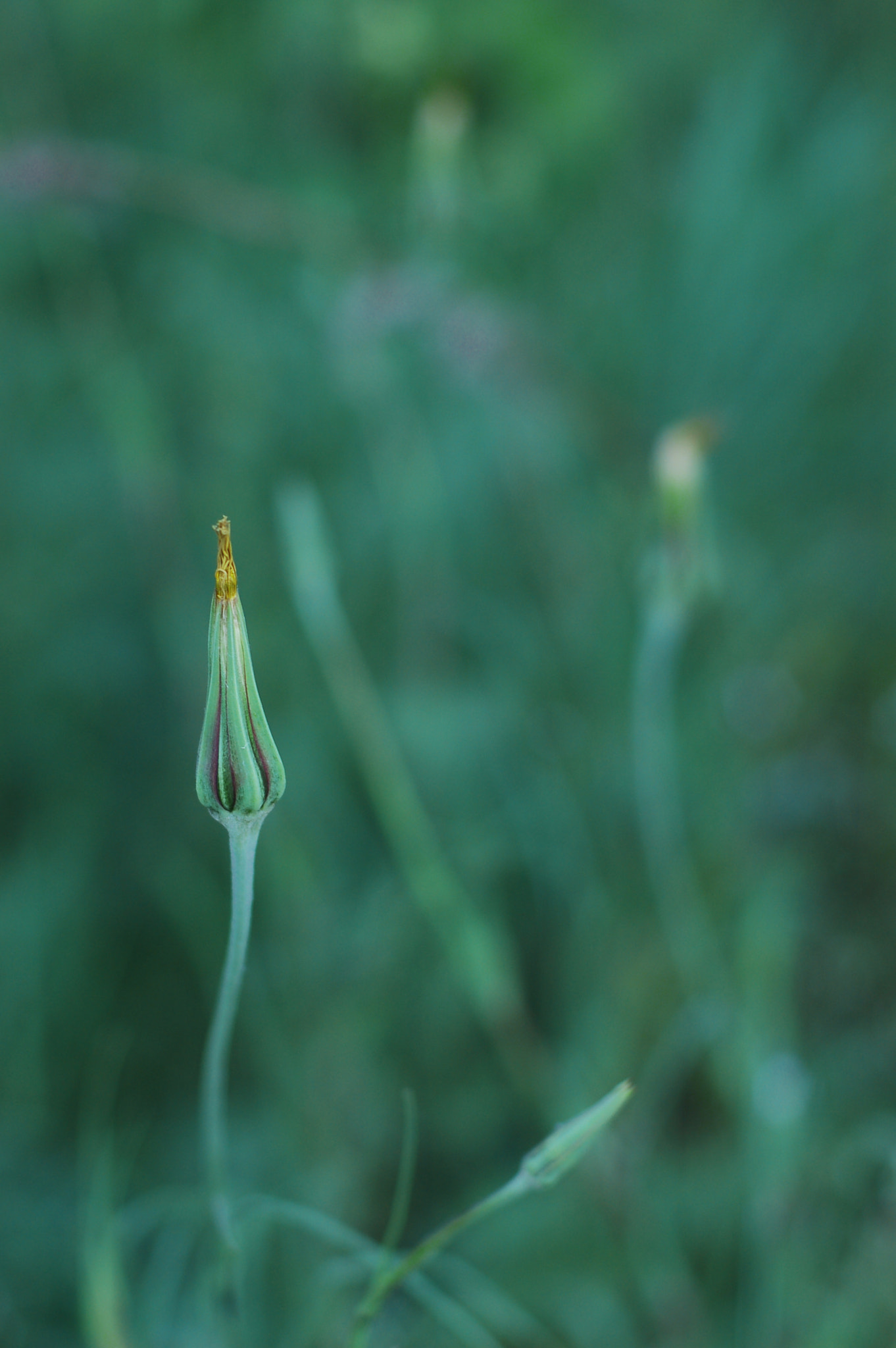 Nikon D50 + Nikon AF Nikkor 50mm F1.4D sample photo. *** photography