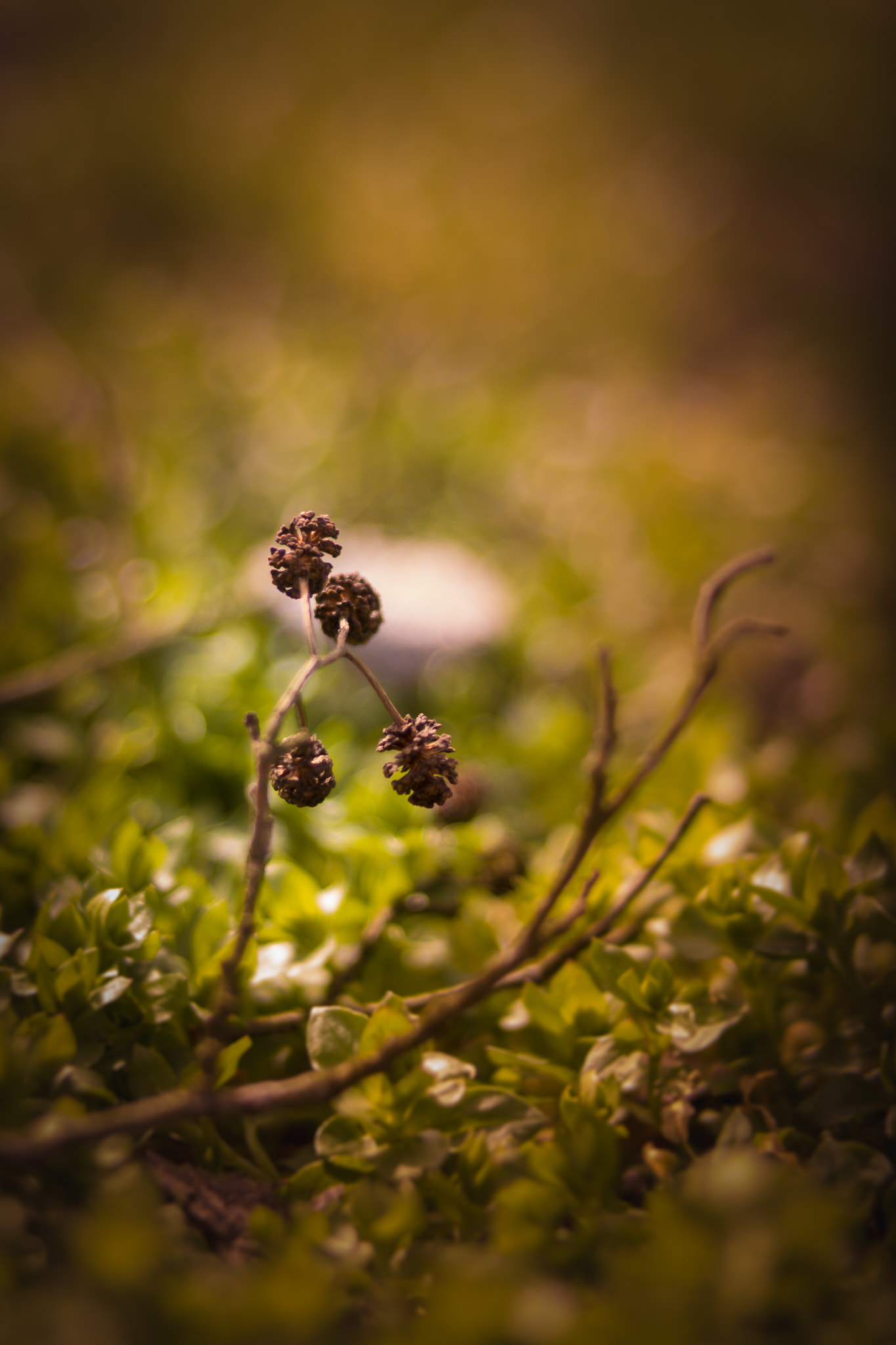 NX 45mm F1.8 [T6] 2D/3D sample photo. Something old, something new photography