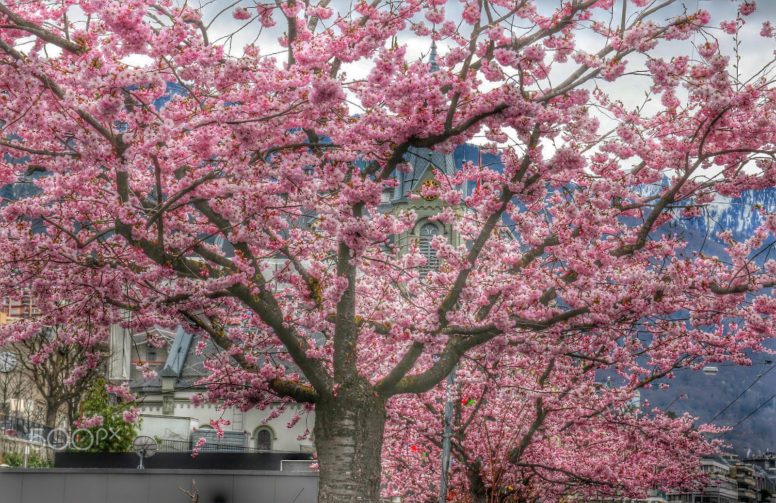 Canon EOS 650D (EOS Rebel T4i / EOS Kiss X6i) + Canon EF 500mm F4L IS USM sample photo. Cherry blossom photography