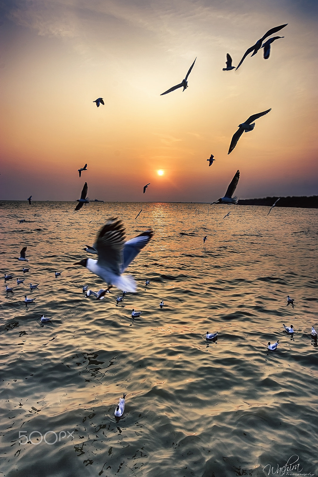 Canon EOS-1D Mark II sample photo. Seagull.jpg photography