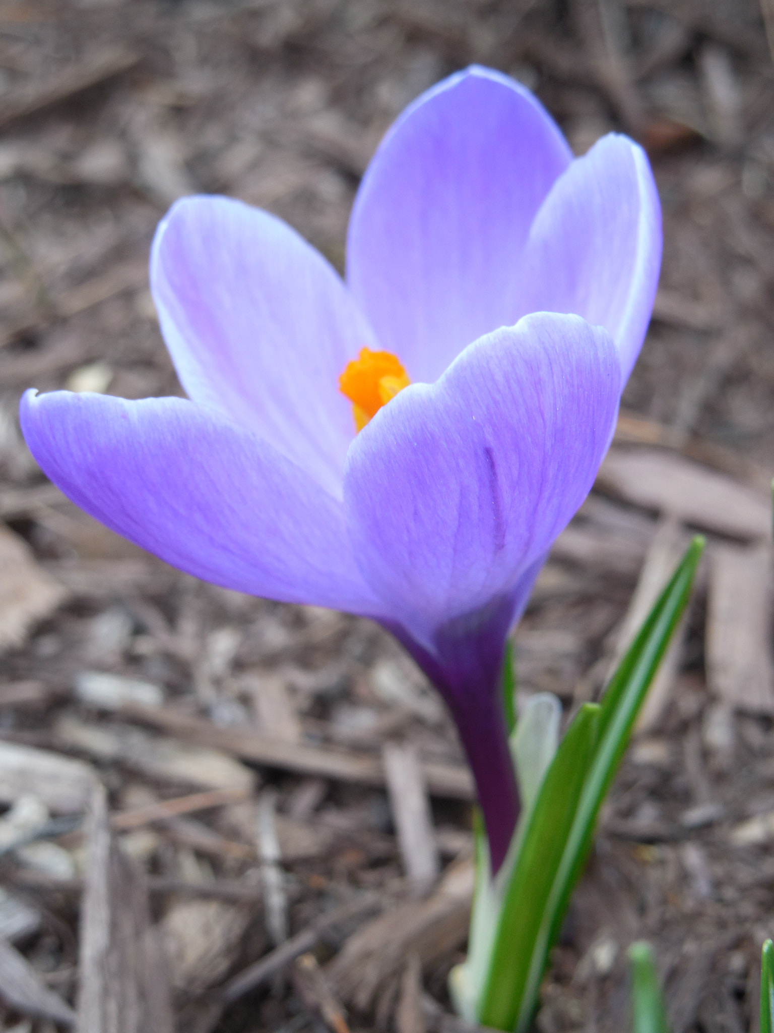 Nikon COOLPIX L620 sample photo. Spring flower photography