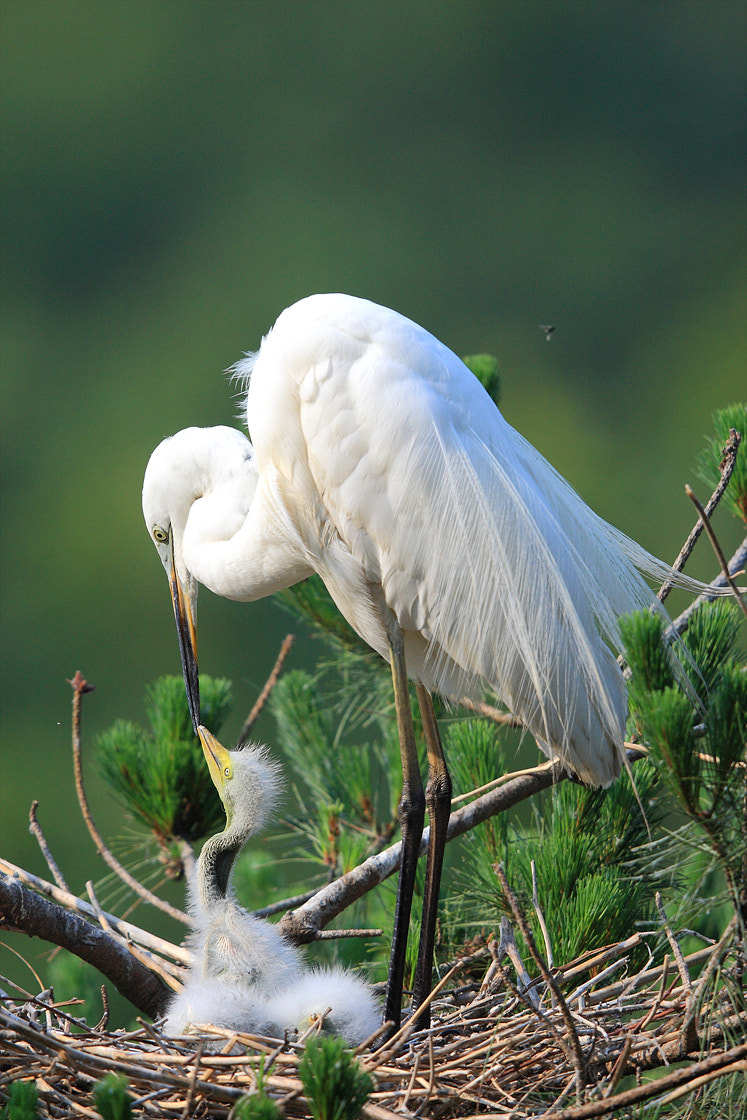 Canon EF 400mm F2.8L IS II USM sample photo. Love photography