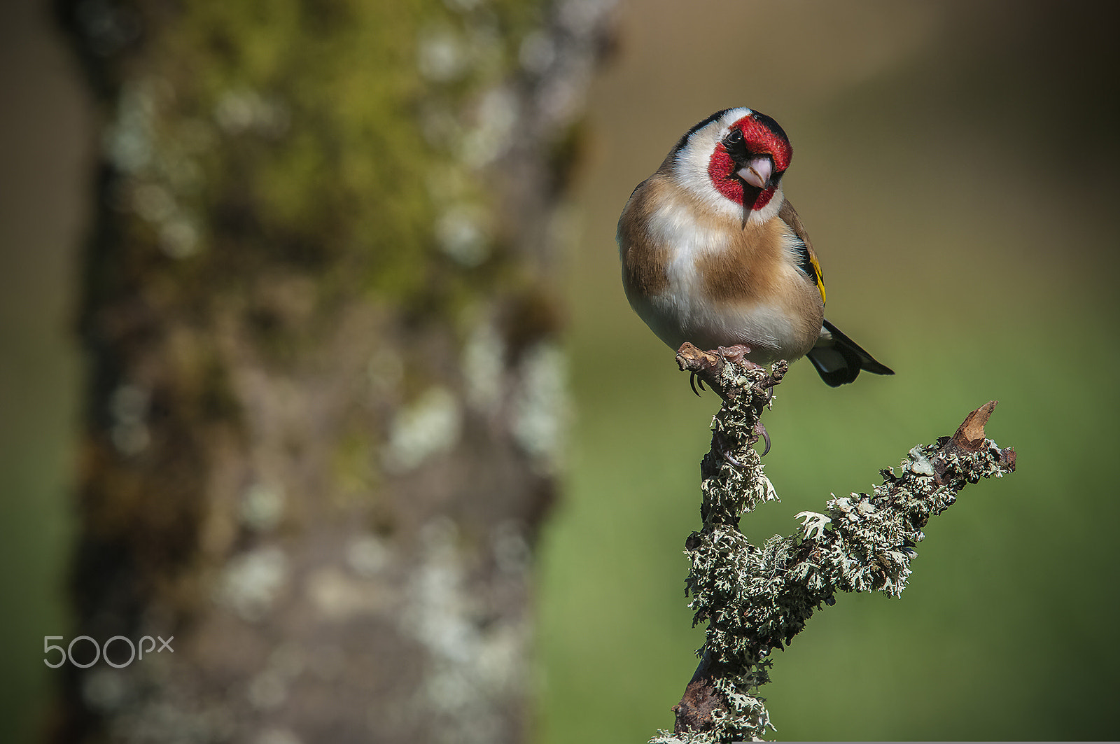 Pentax K20D + Sigma sample photo. Goldfinch photography