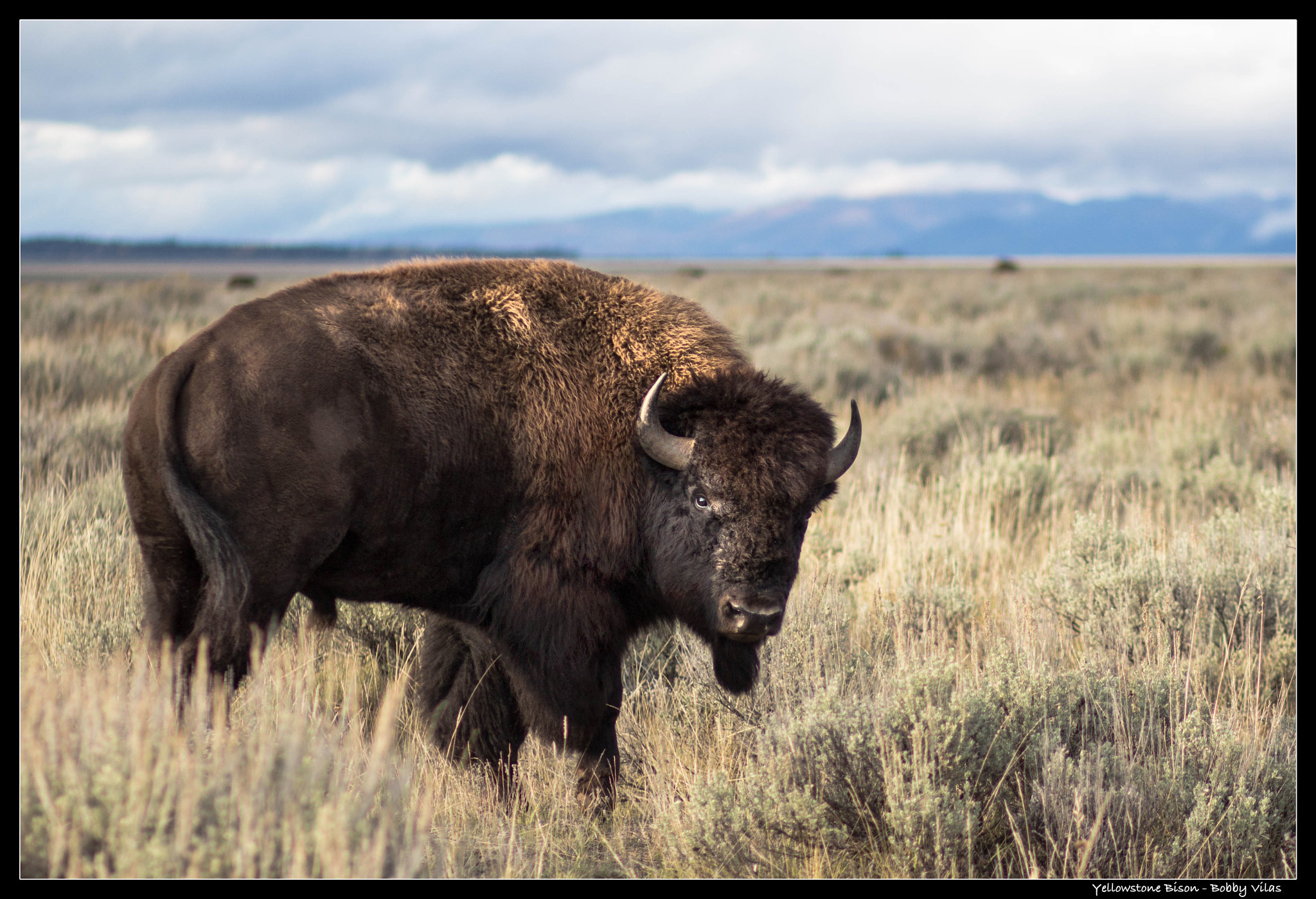 Canon EOS M + Canon EF 85mm F1.8 USM sample photo. Yellowstone bison photography