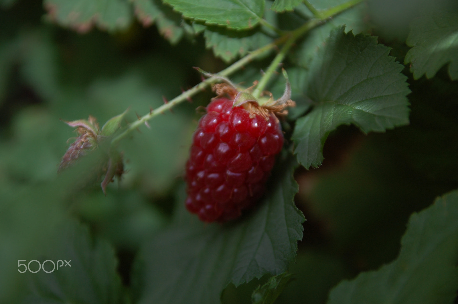 Sigma 17-70mm F2.8-4 DC Macro OS HSM sample photo. 2015-06-18 20.33.26.jpg photography