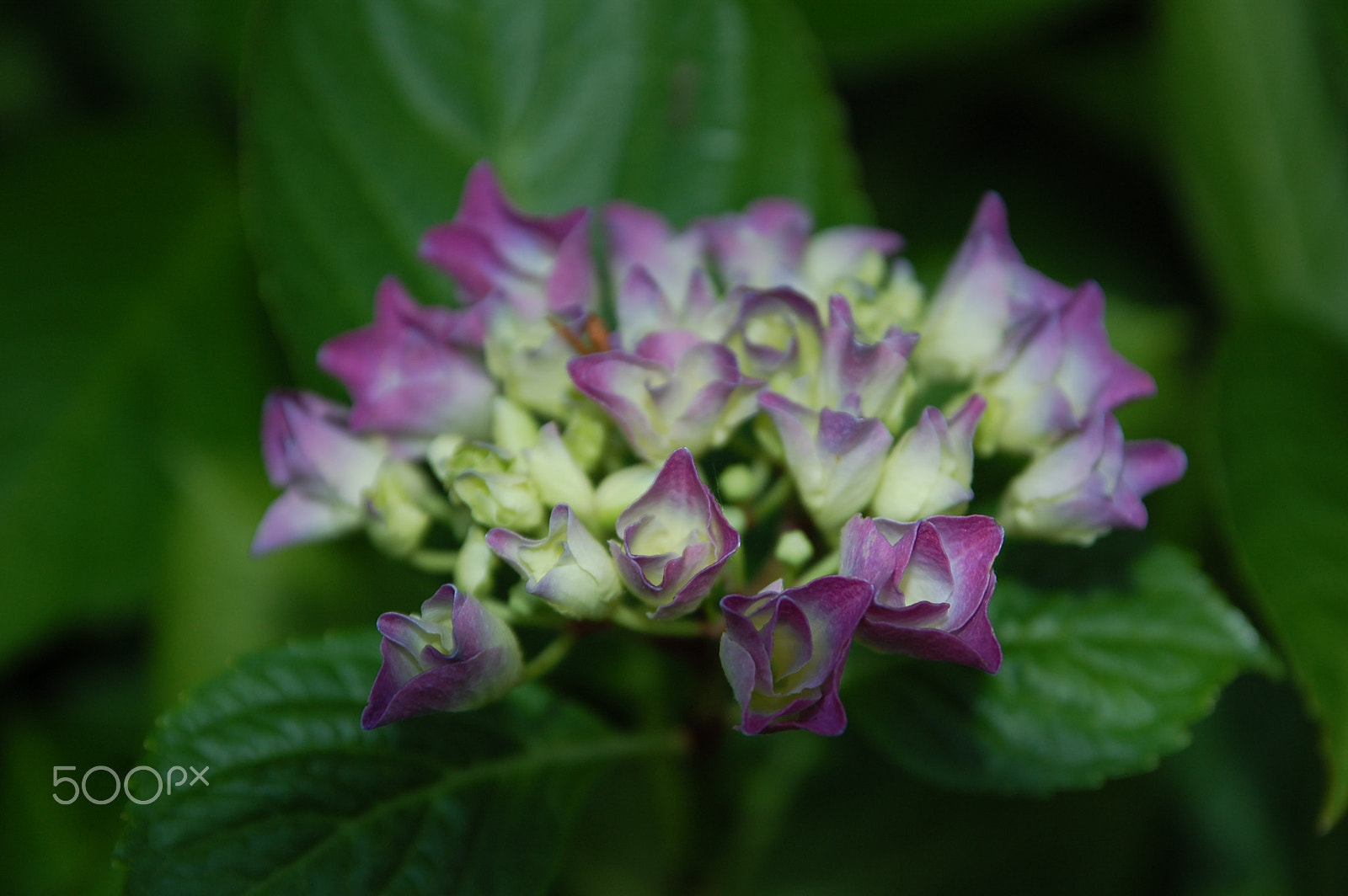 Sigma 17-70mm F2.8-4 DC Macro OS HSM sample photo. 2015-06-18 20.37.24.jpg photography