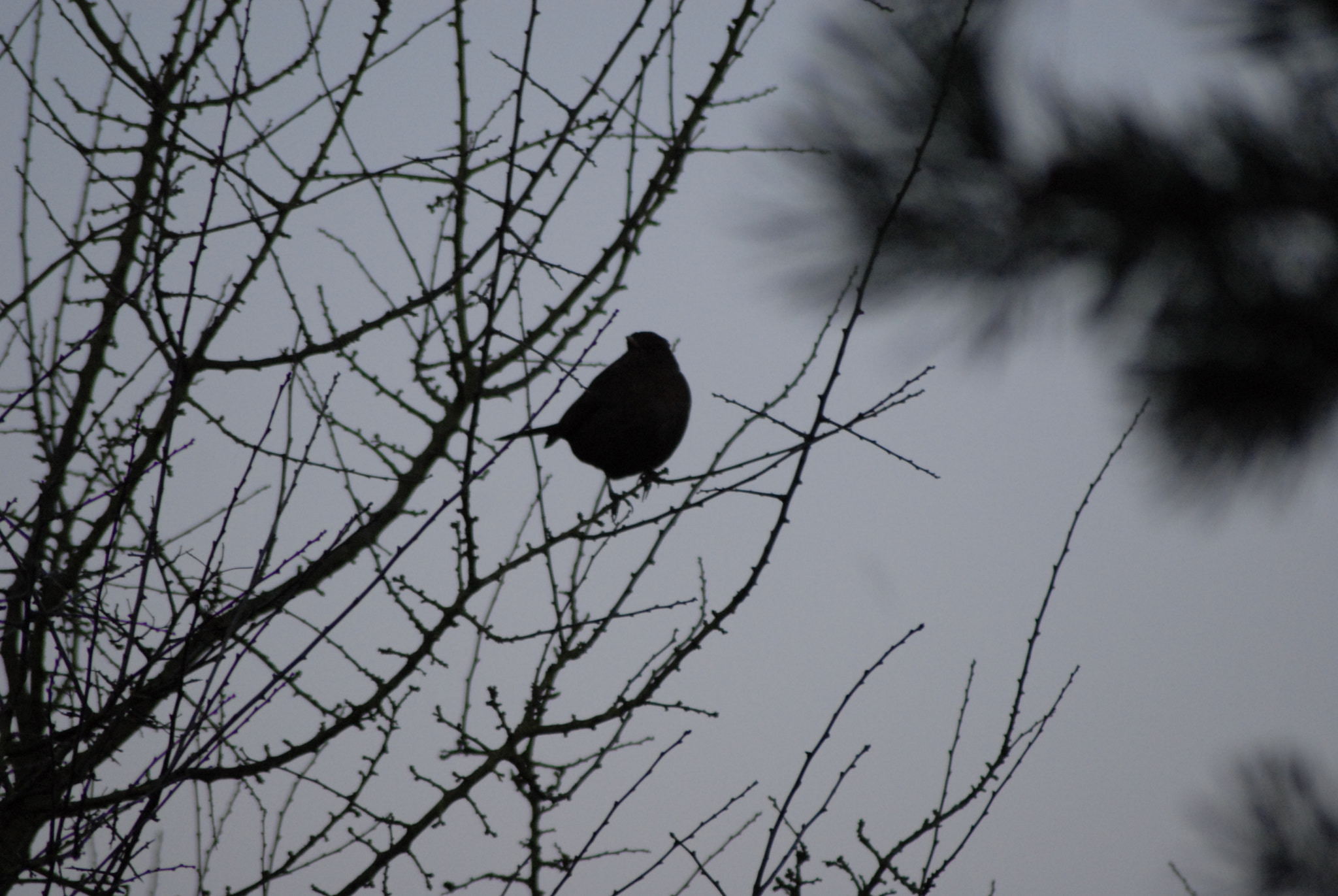 Nikon AF Nikkor 70-300mm F4-5.6G sample photo. () photography