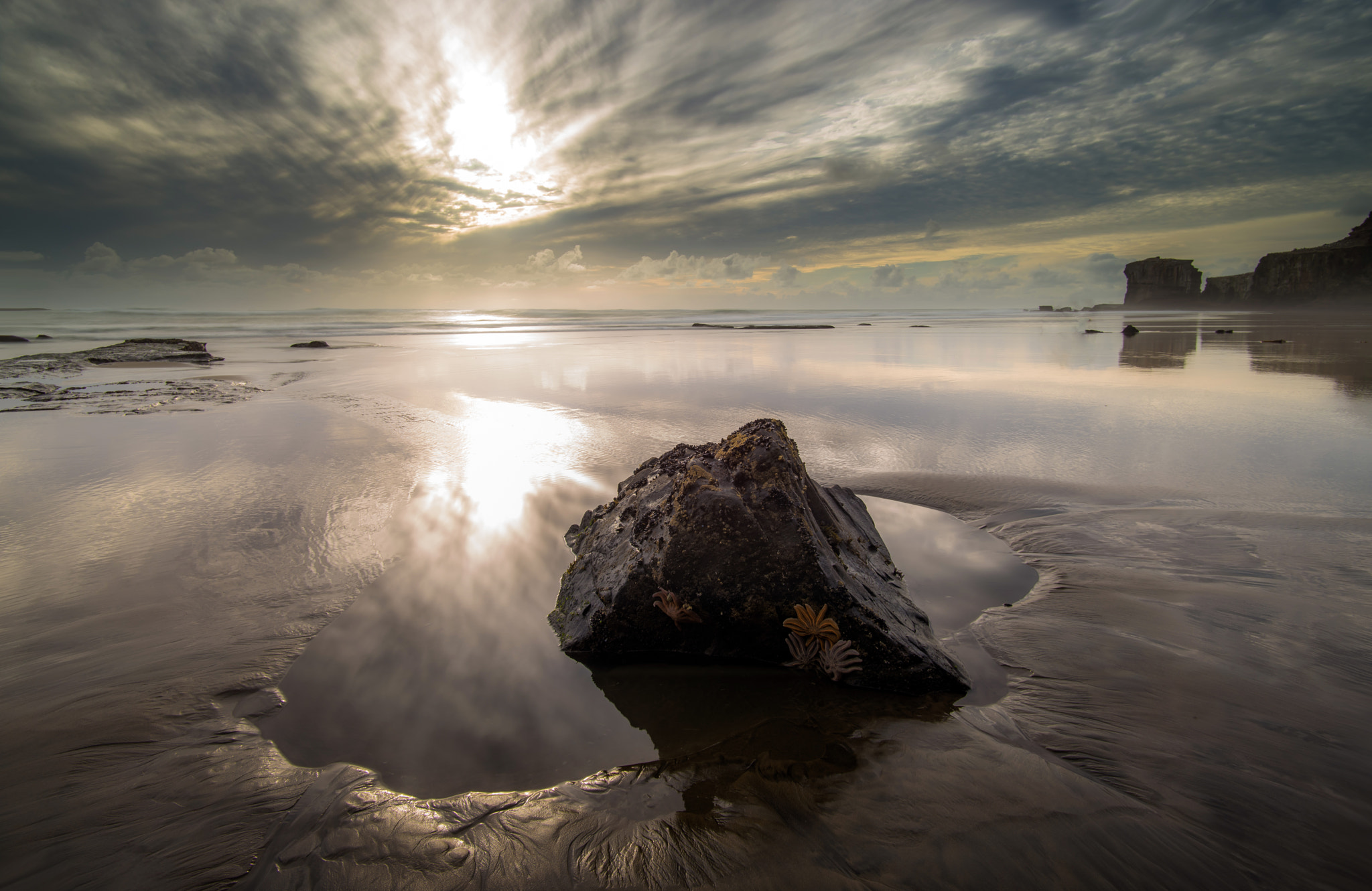Nikon D600 sample photo. Starfish photography