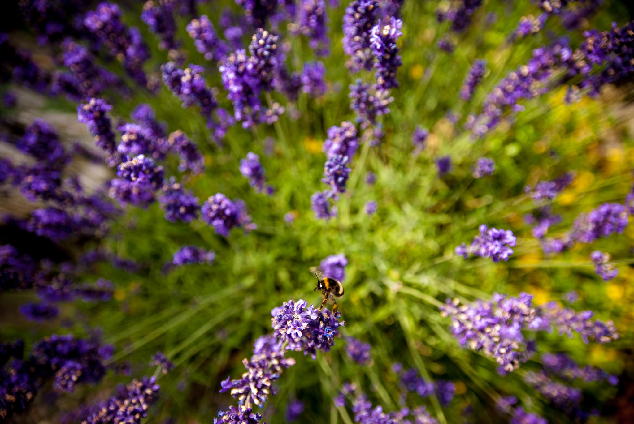 Sigma 17-50mm F2.8 EX DC OS HSM sample photo. -- photography