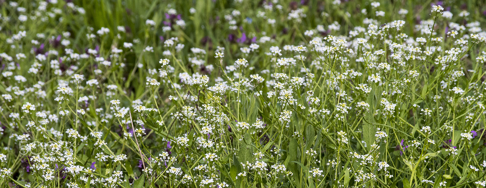 smc PENTAX-DA L 50-200mm F4-5.6 ED sample photo. Flowers photography