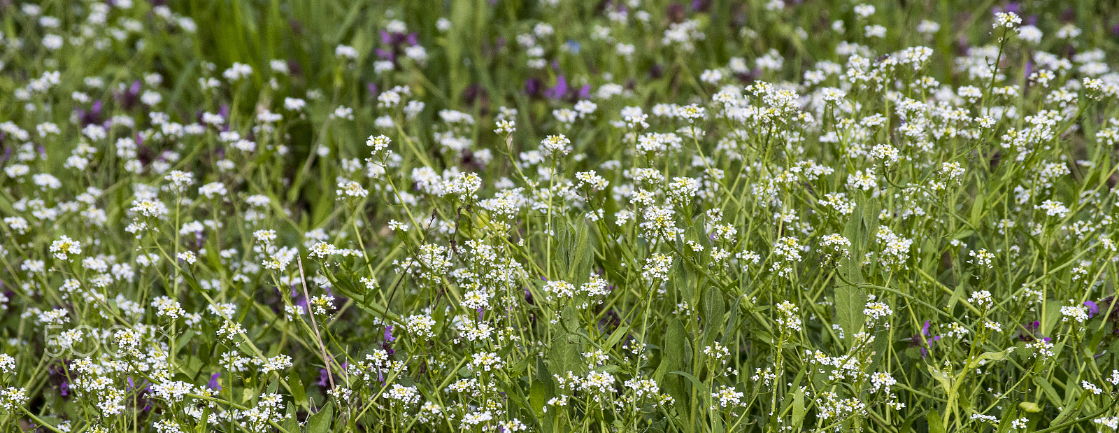 Pentax K-S1 + smc PENTAX-DA L 50-200mm F4-5.6 ED sample photo. Flowers photography