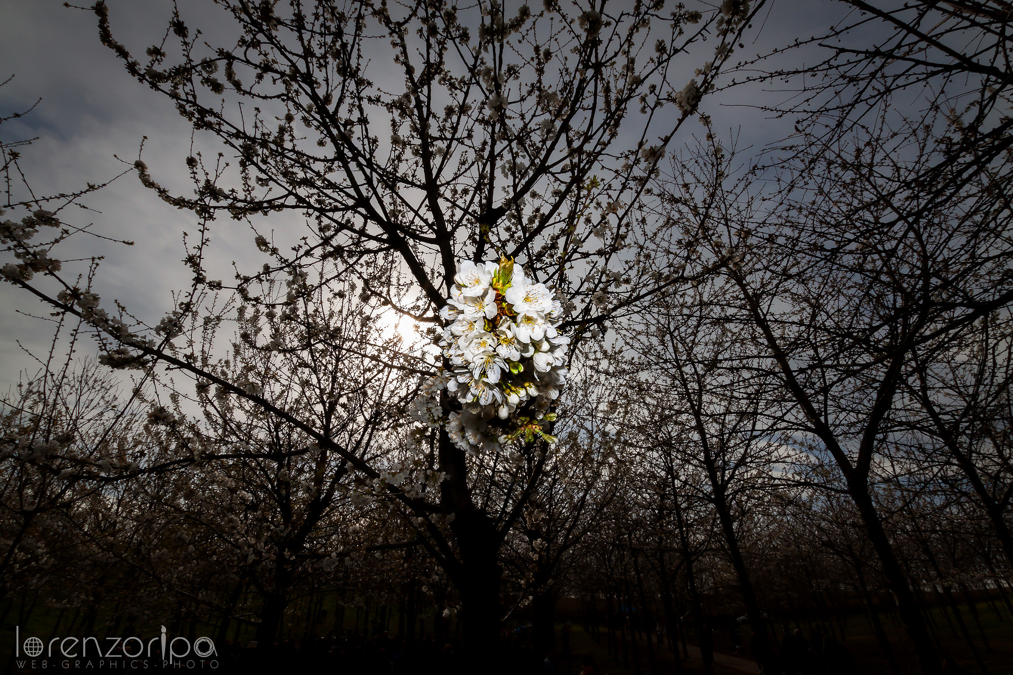 Sigma 10-20mm F3.5 EX DC HSM sample photo. "hanami" photography