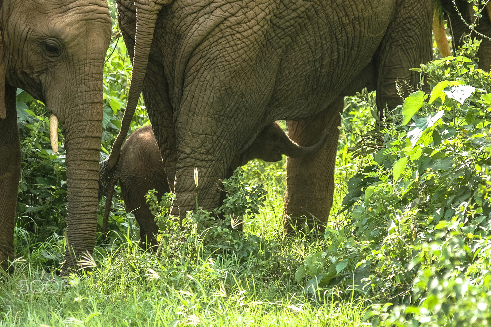 Nikon D70s sample photo. Elephant photography