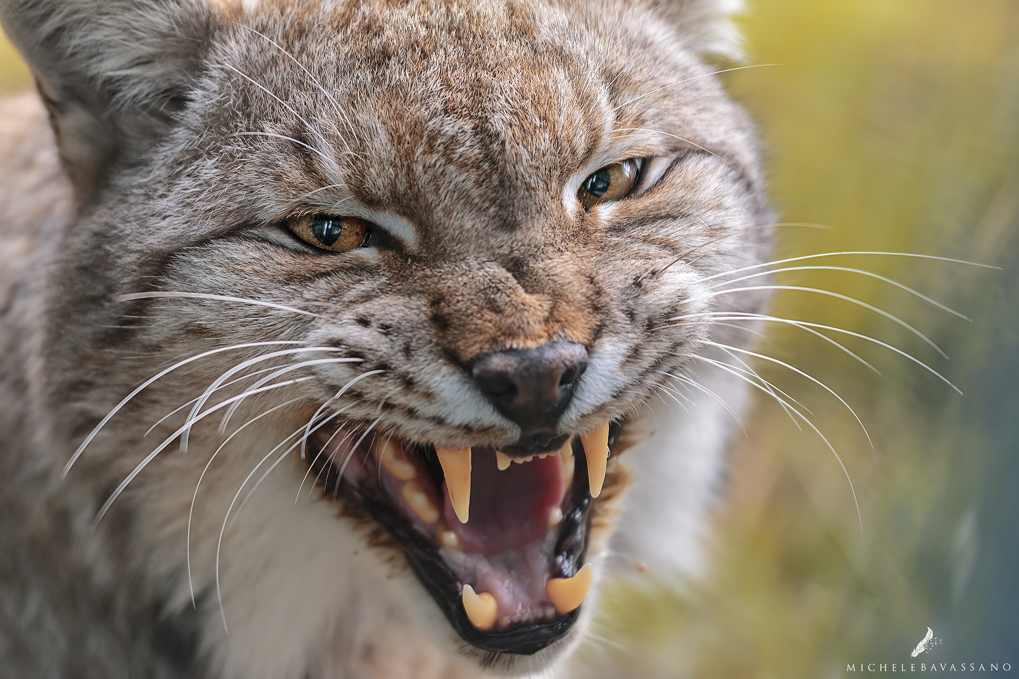 Sigma APO Macro 150mm f/2.8 EX DG HSM sample photo. Angry cat photography