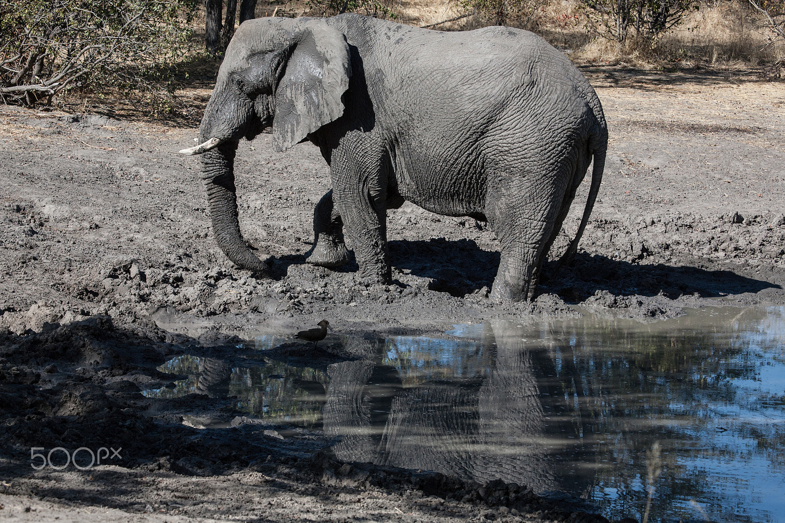 Canon EF 100-400mm F4.5-5.6L IS USM sample photo. Elephant photography