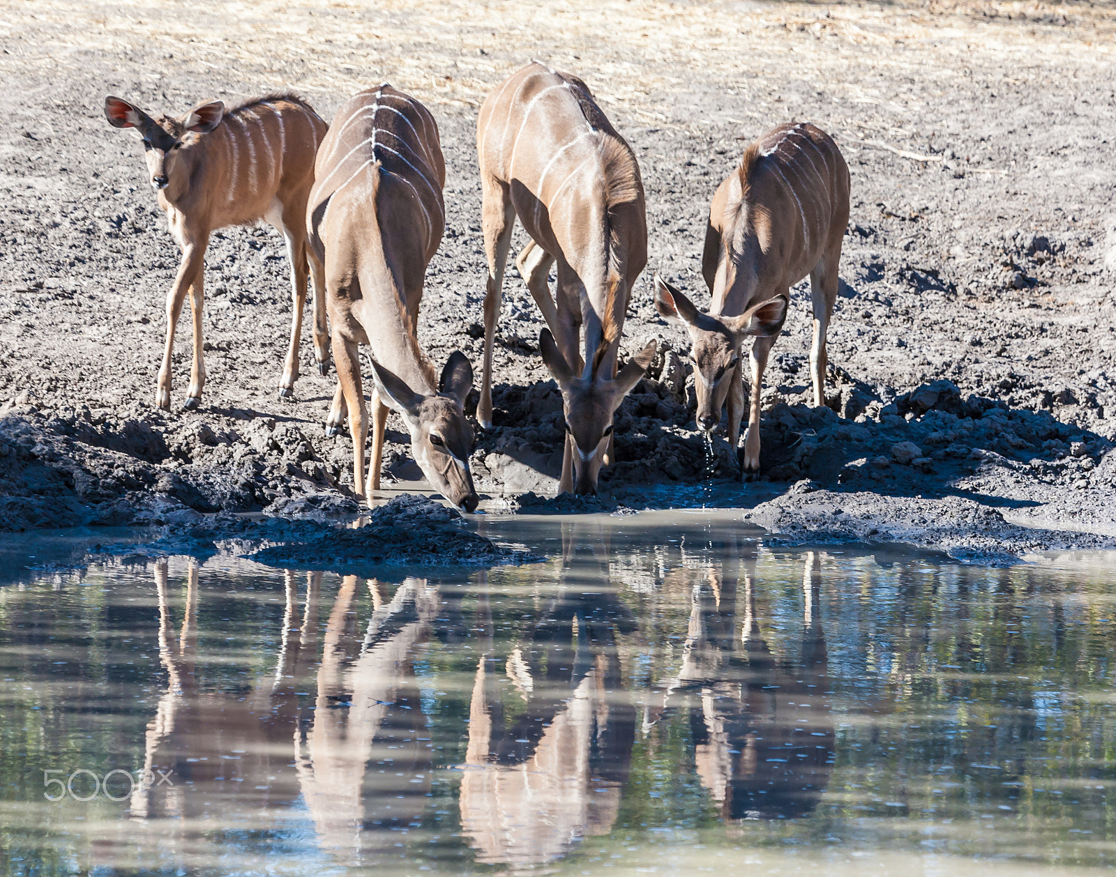 Canon EF 100-400mm F4.5-5.6L IS USM sample photo. A group of antelopes drinking photography