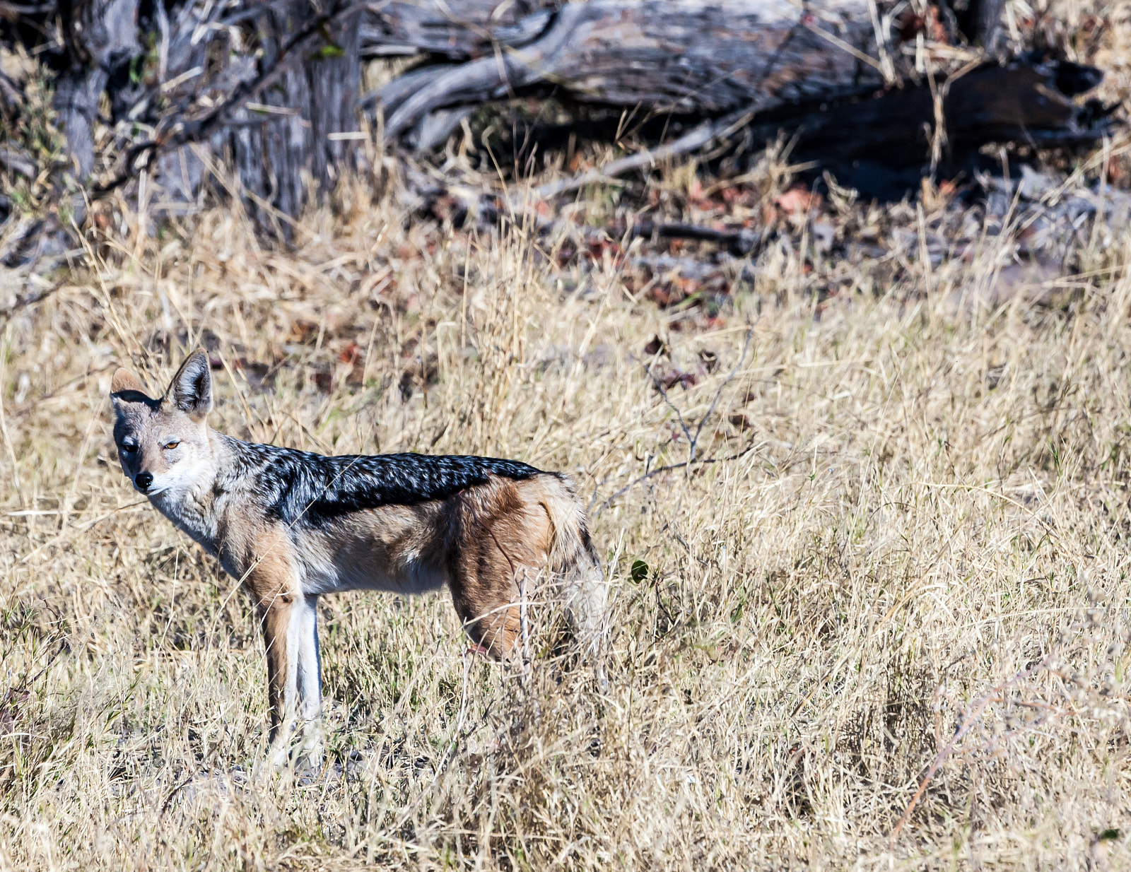 Canon EOS 5D + Canon EF 100-400mm F4.5-5.6L IS USM sample photo. Jackal in tanzania photography