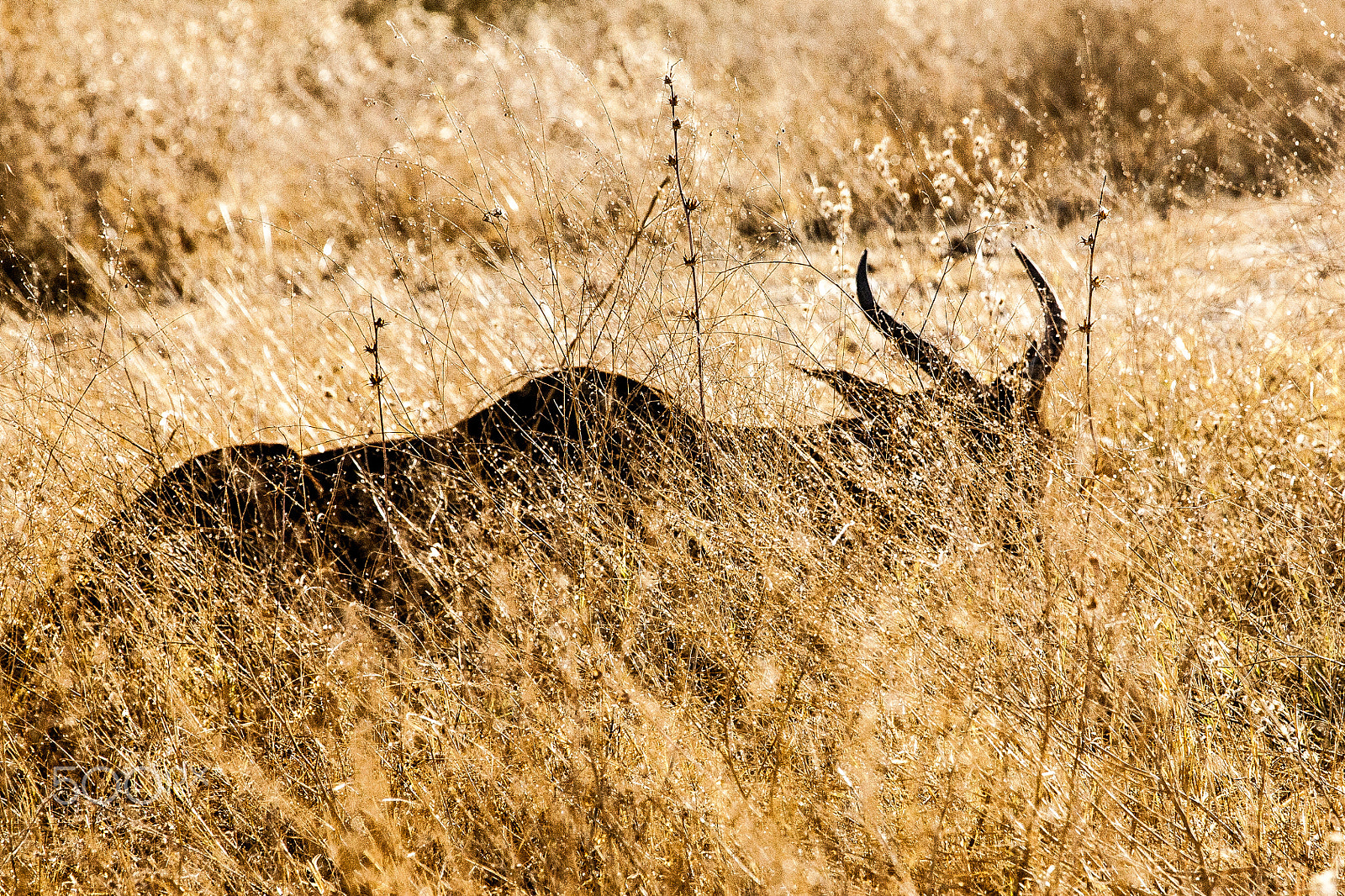 Canon EF 100-400mm F4.5-5.6L IS USM sample photo. Antelope photography