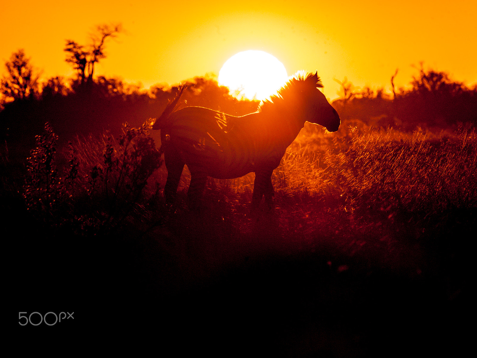Canon EF 100-400mm F4.5-5.6L IS USM sample photo. Zebra photography