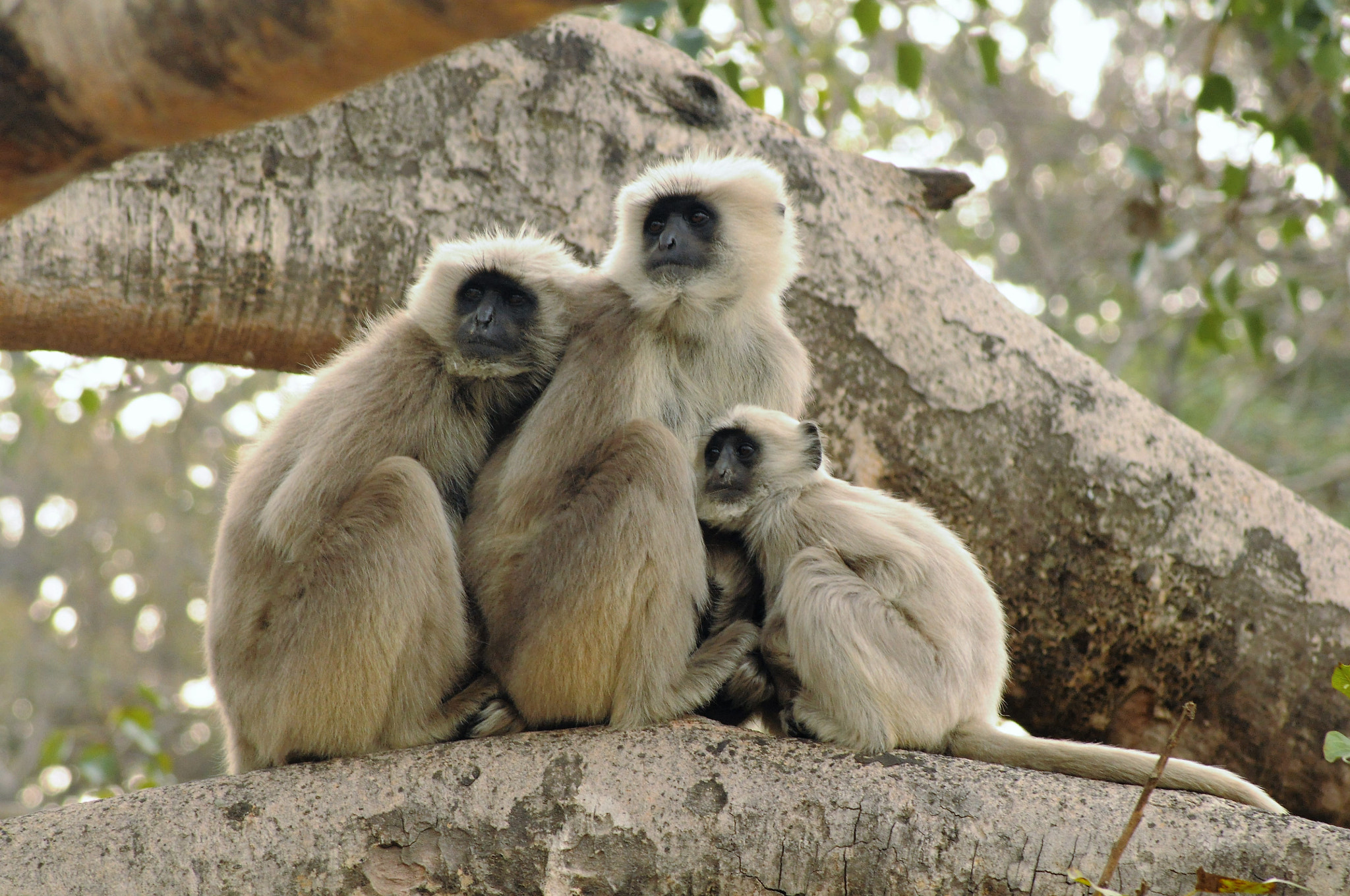 AF Zoom-Nikkor 70-300mm f/4-5.6D ED sample photo. Langoor family photography