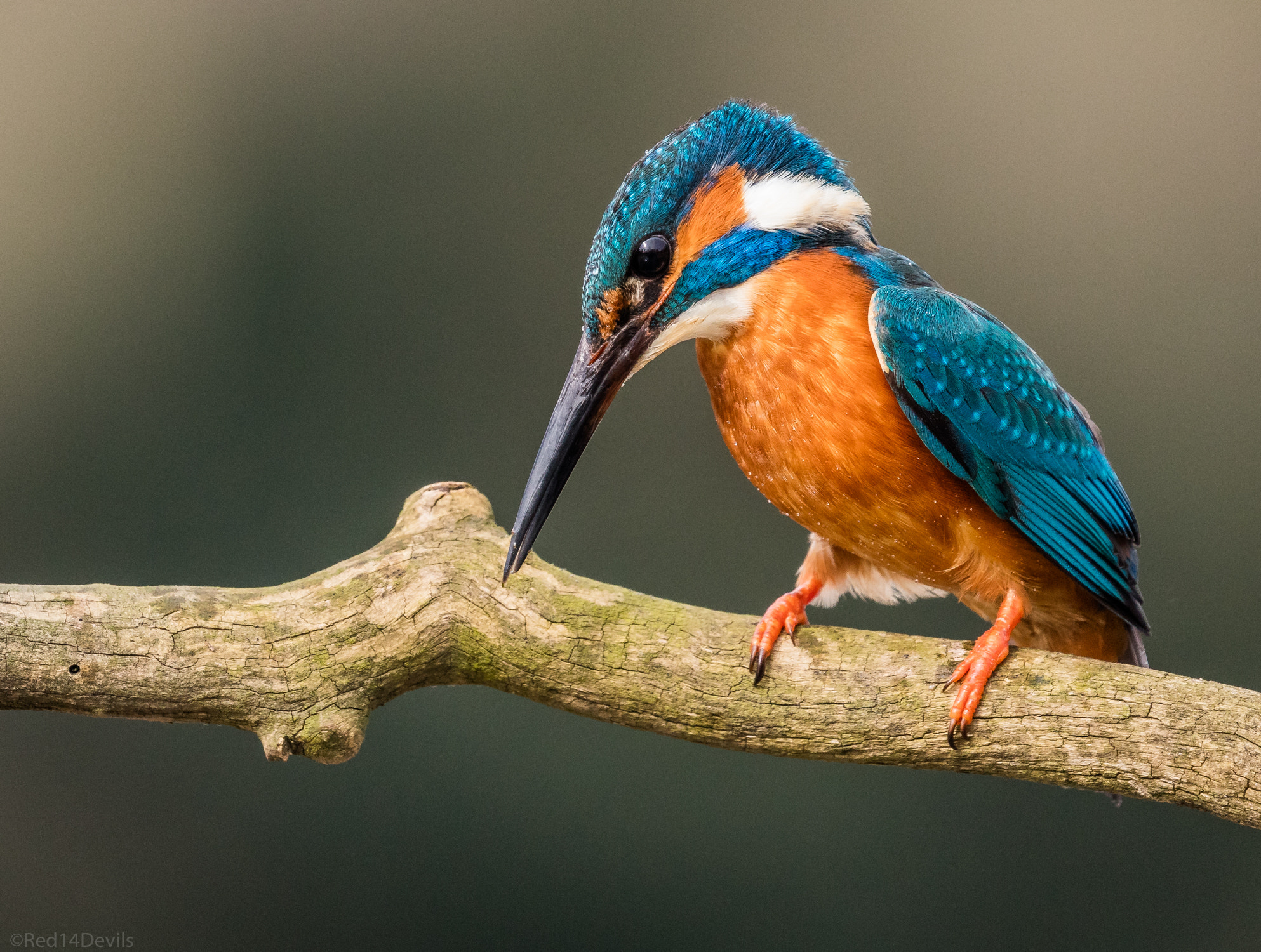 Canon EF 100-400mm F4.5-5.6L IS II USM sample photo. Kingfisher photography