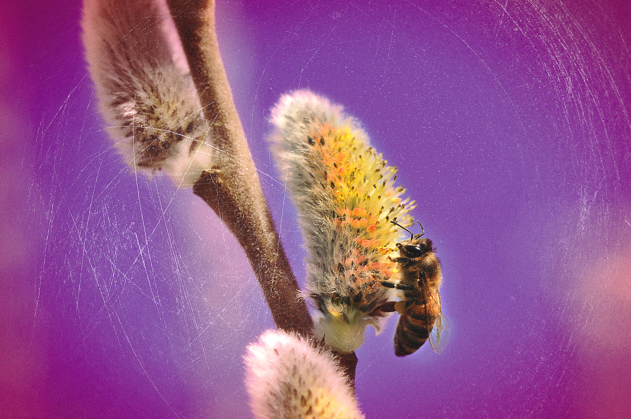 AF Micro-Nikkor 105mm f/2.8 sample photo. Траектория полета пчелы photography