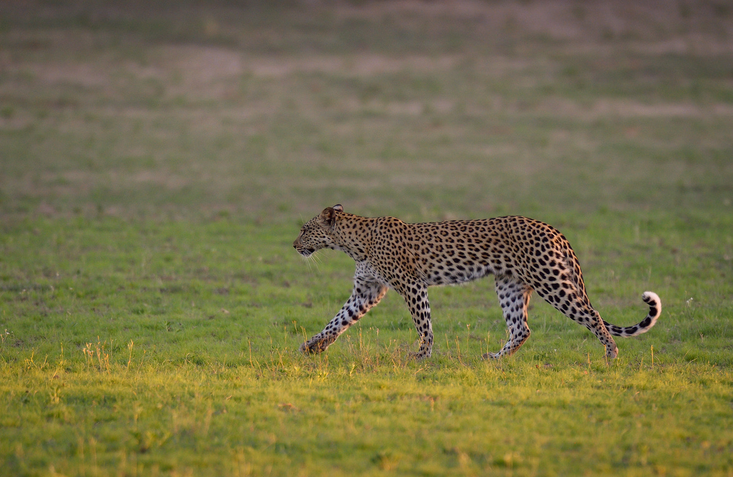 Nikon D4S + Nikon AF-S Nikkor 500mm F4G ED VR sample photo. Walking leopard photography