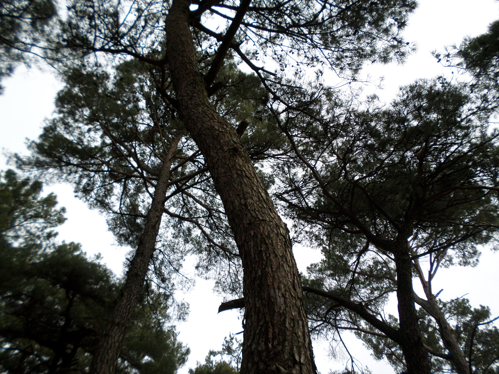 Samsung DV150F/DV151F/DV155F sample photo. Jungle photography