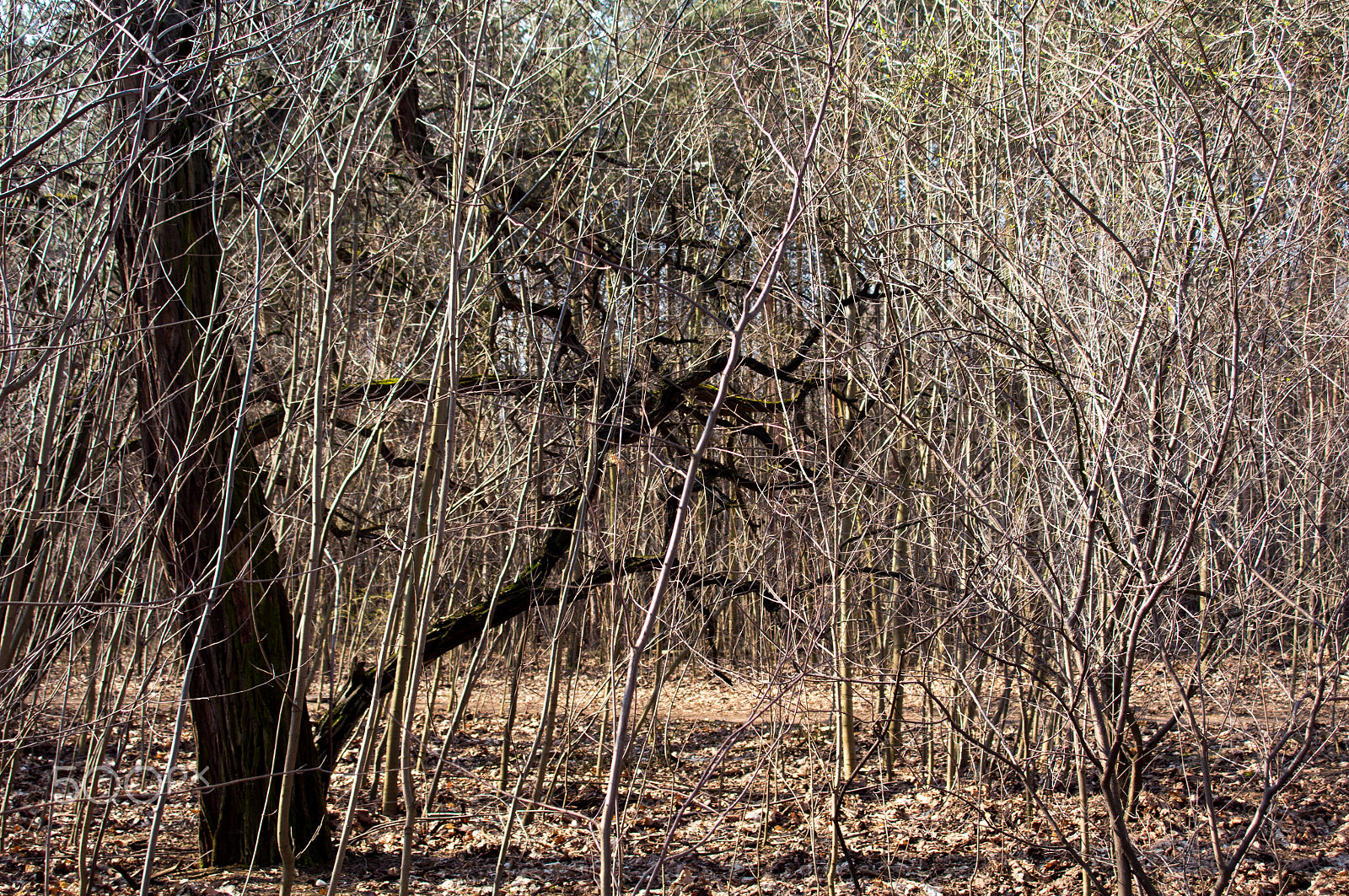 Sony SLT-A55 (SLT-A55V) + Sigma 17-70mm F2.8-4.5 (D) sample photo. Waiting for spring photography