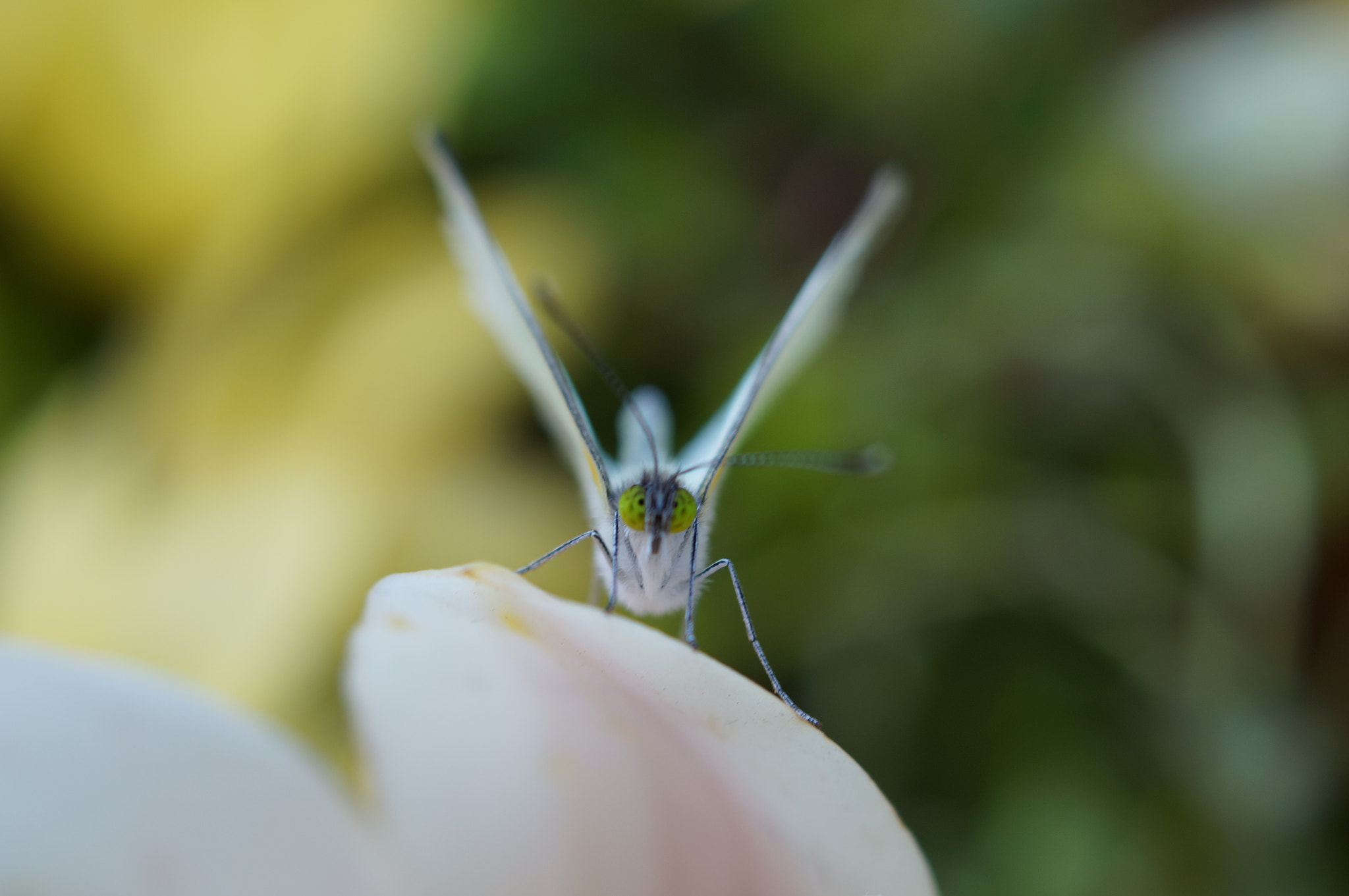 Sony SLT-A57 + Sony DT 30mm F2.8 Macro SAM sample photo. Naturaleza !! photography