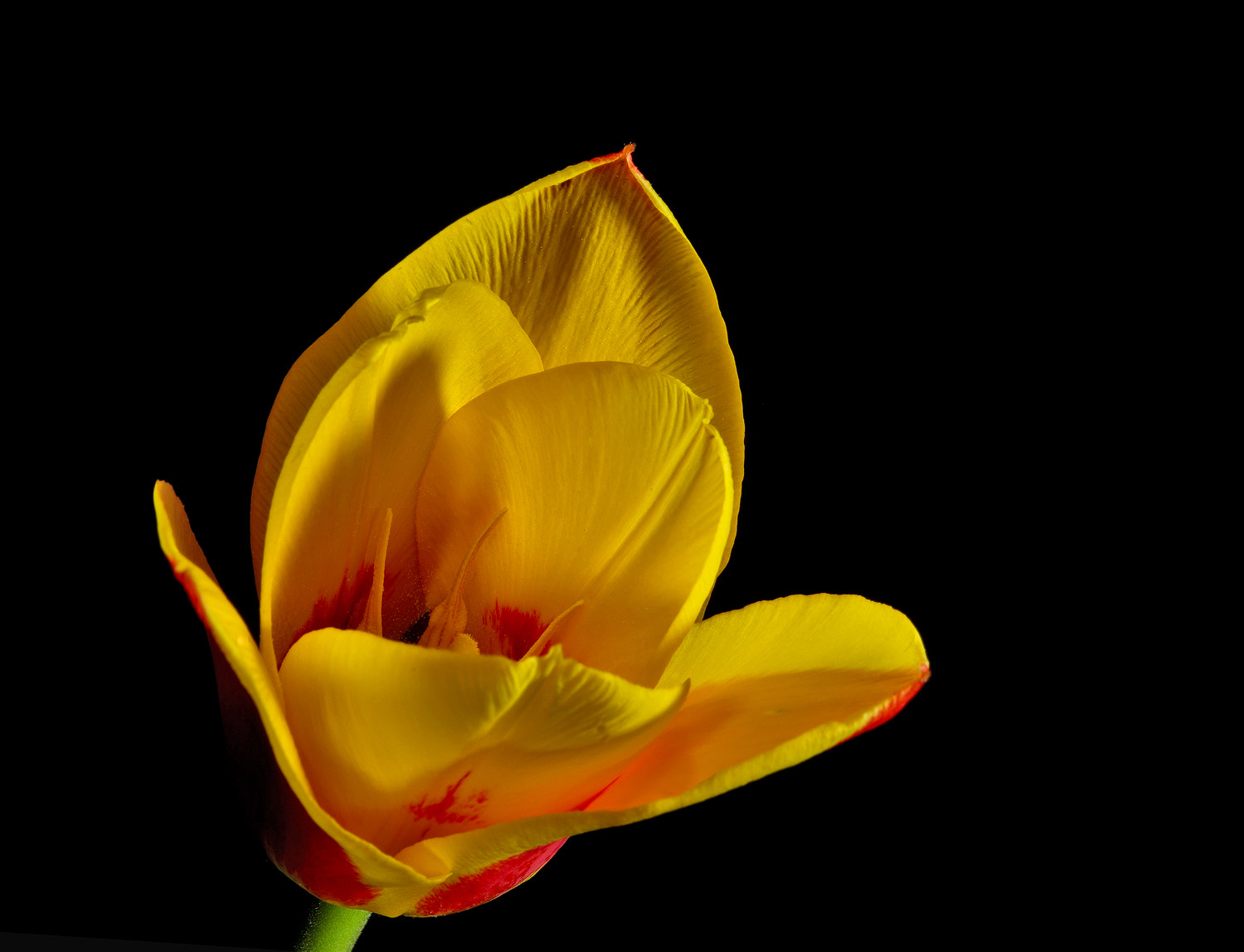 100mm F2.8 SSM sample photo. Tulip 2 photography