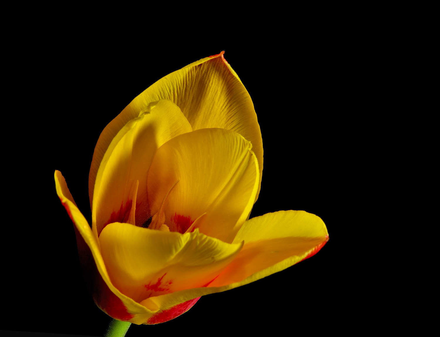 Sony a7R II + 100mm F2.8 SSM sample photo. Tulip 2 photography