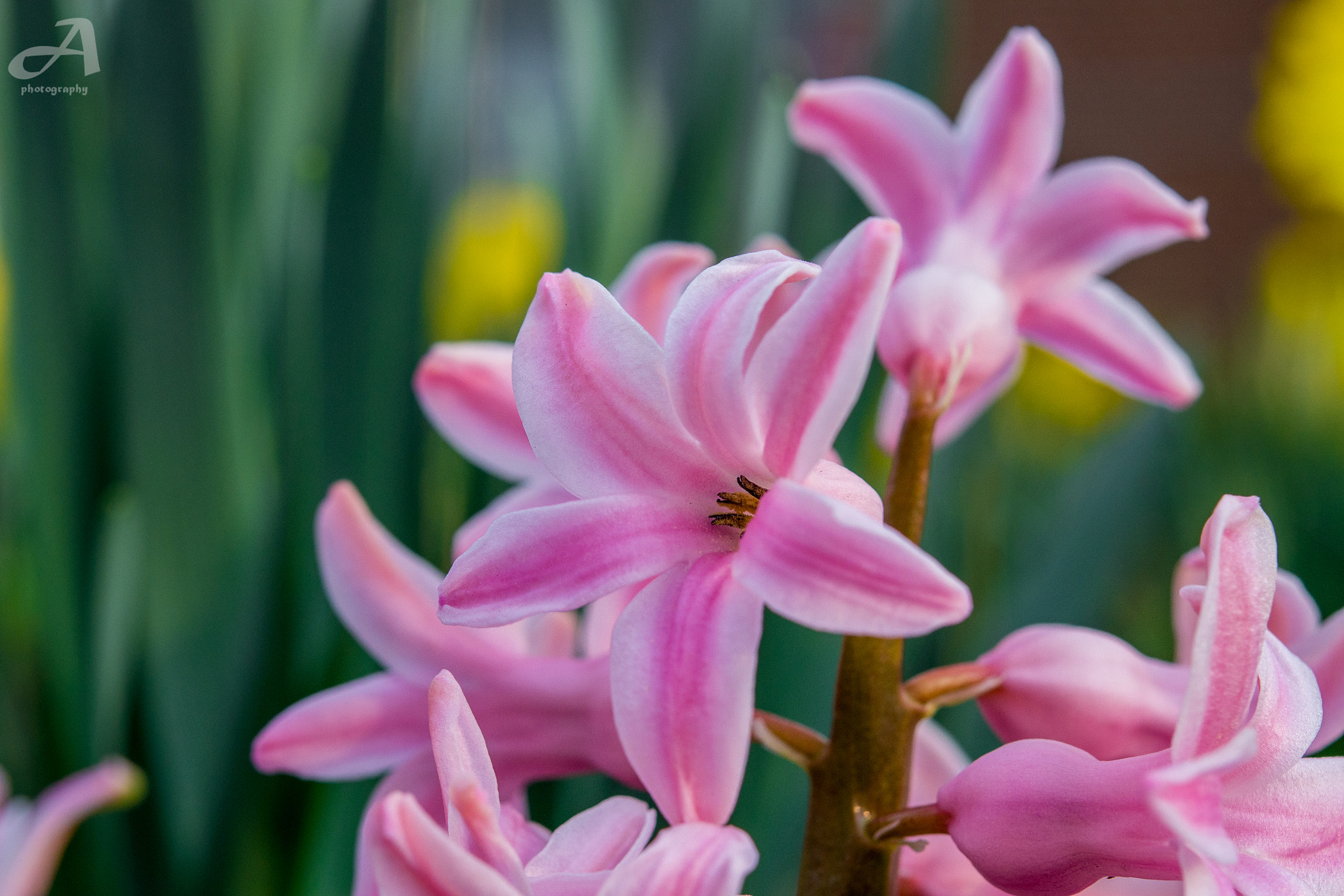 Nikon AF-S Micro-Nikkor 60mm F2.8G ED sample photo. The world is yours. photography