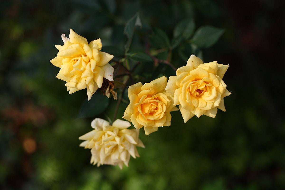 Canon EOS 5D + Canon EF 100mm F2.8L Macro IS USM sample photo. Rose photography