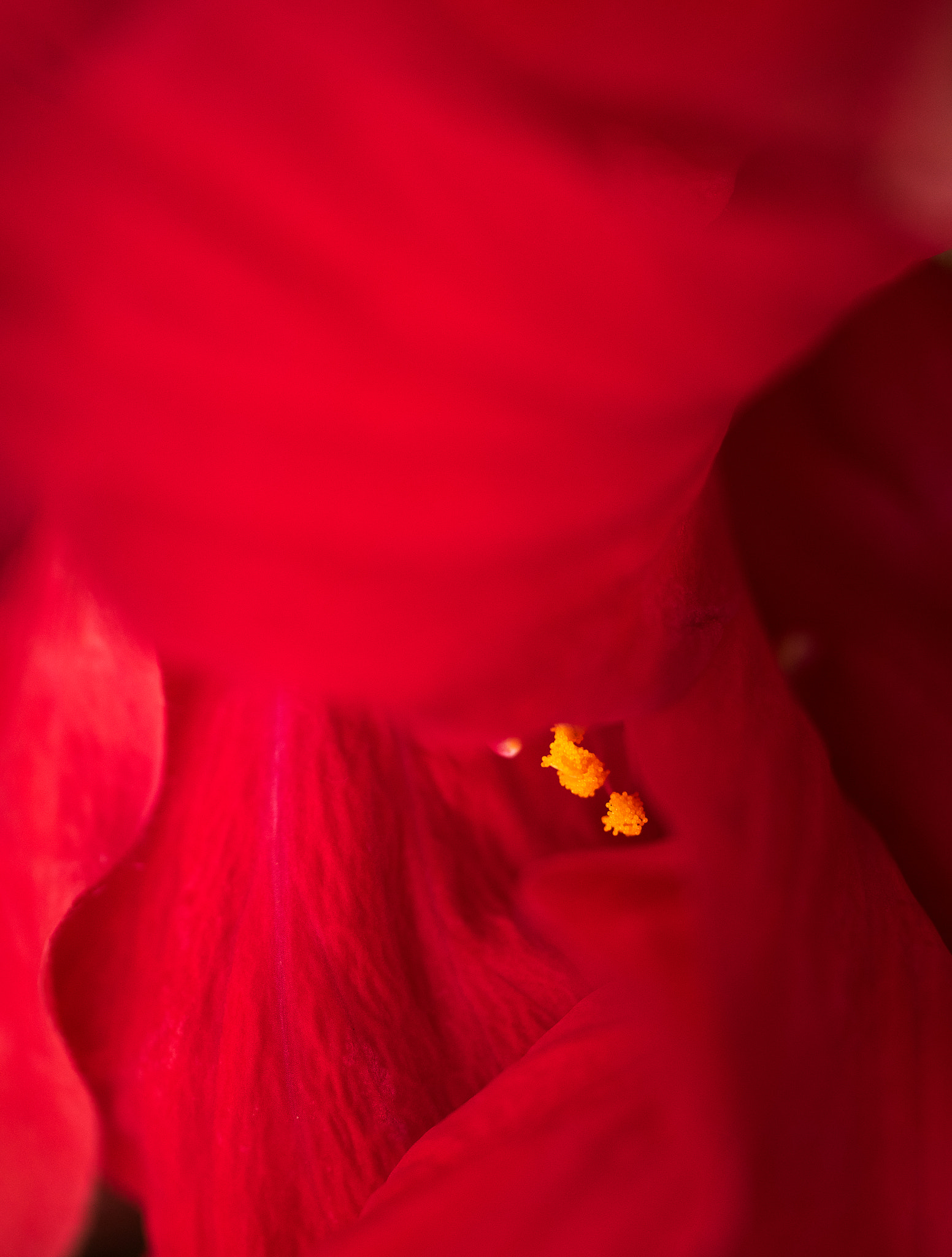 Panasonic Leica DG Macro-Elmarit 45mm F2.8 ASPH OIS sample photo. Lost in a hibiscus trance photography