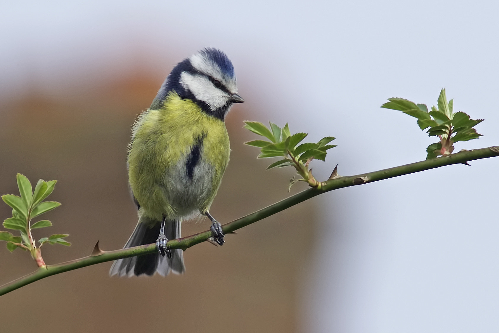 Sony a99 II + Minolta AF 300mm F2.8 HS-APO G sample photo. Blue tit photography