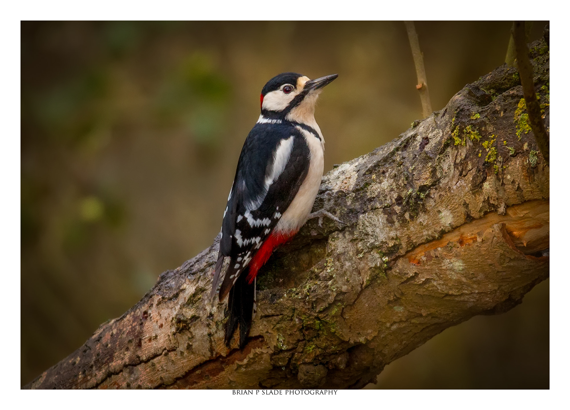 Sigma 150-600mm F5-6.3 DG OS HSM | C sample photo. Great spotted woodpecker photography