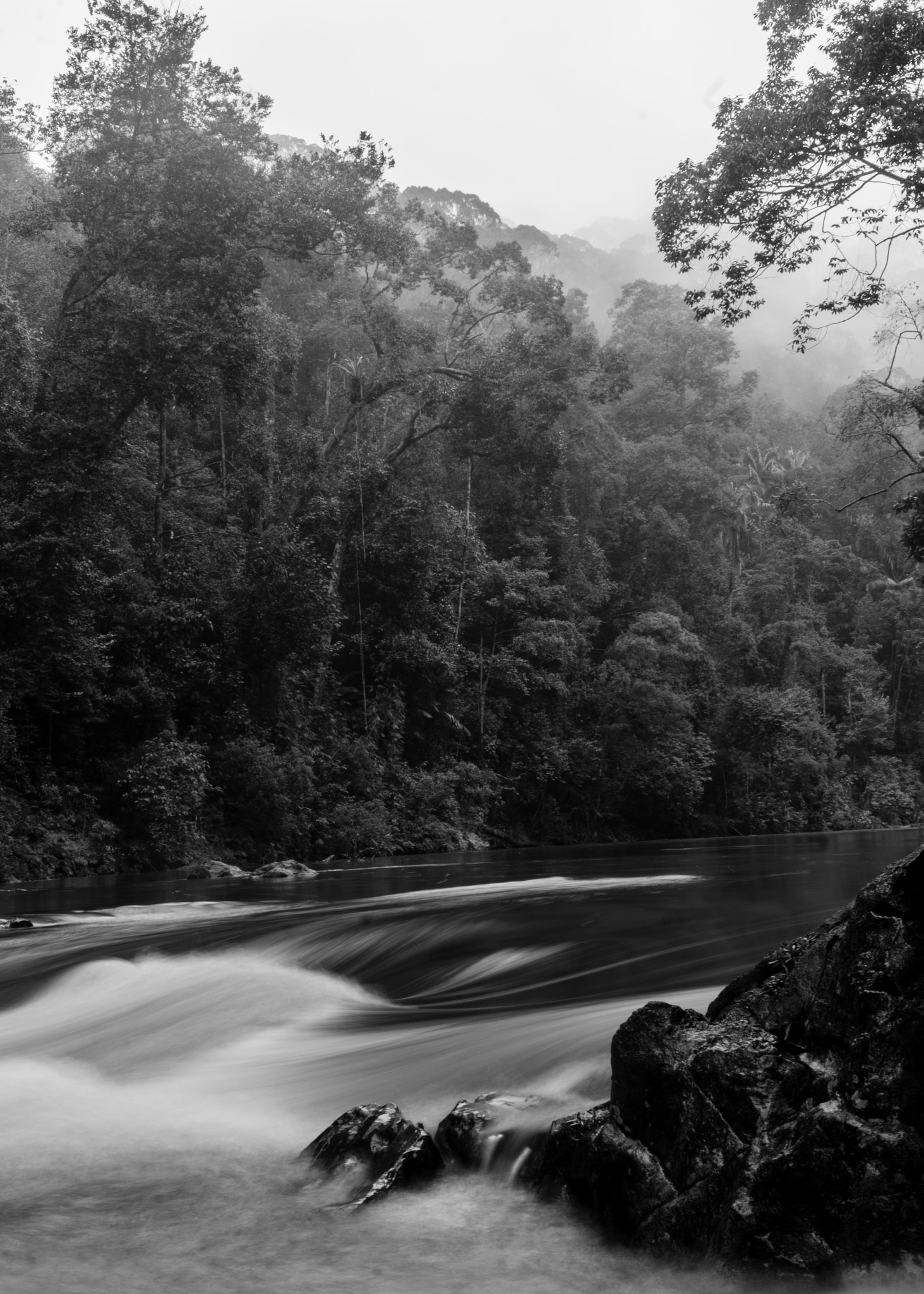 Sony Alpha NEX-6 + Sony E PZ 18-105mm F4 G OSS sample photo. Jungle photography