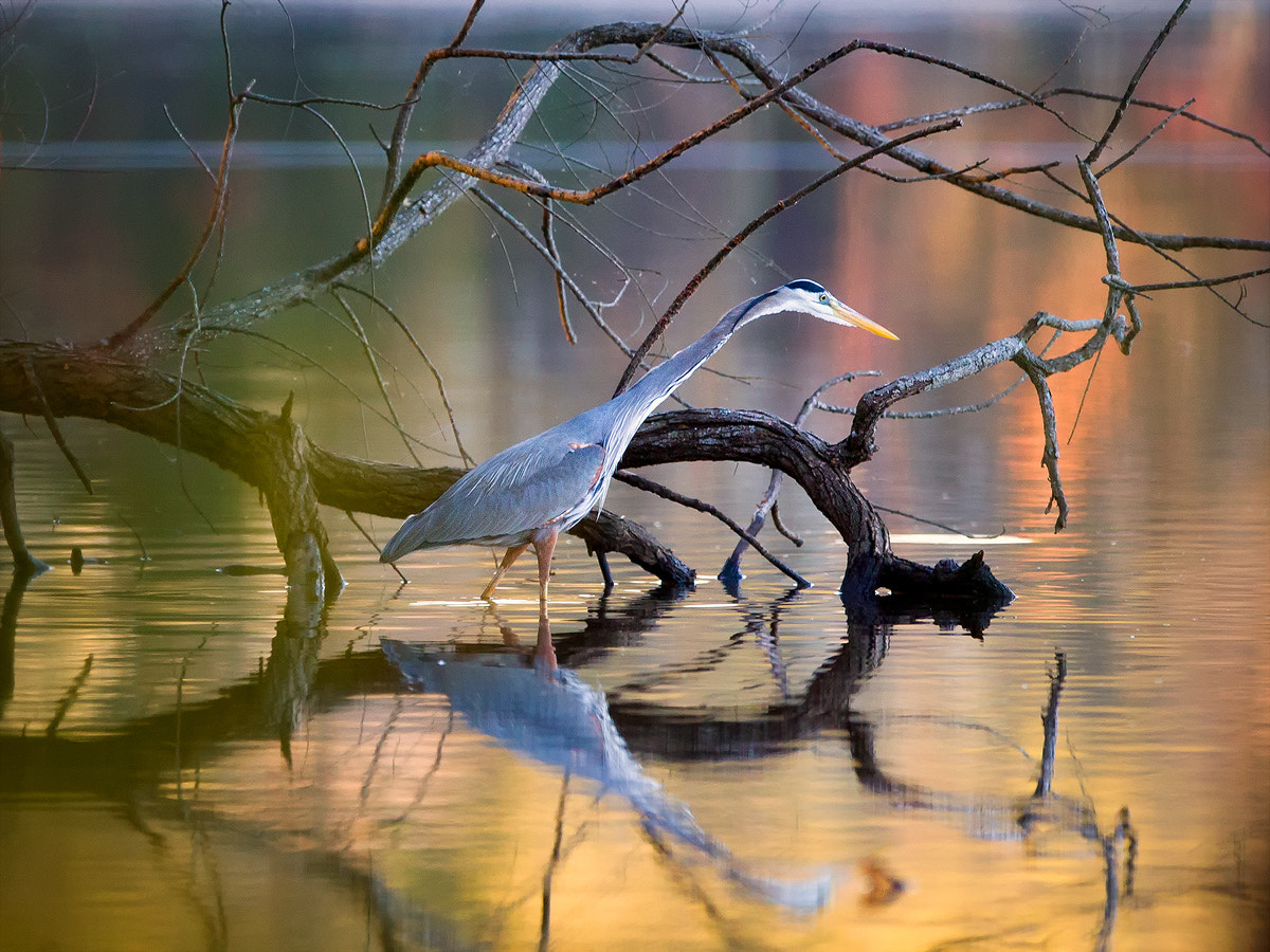Canon EF 300mm F2.8L IS USM sample photo. Tangled grace photography