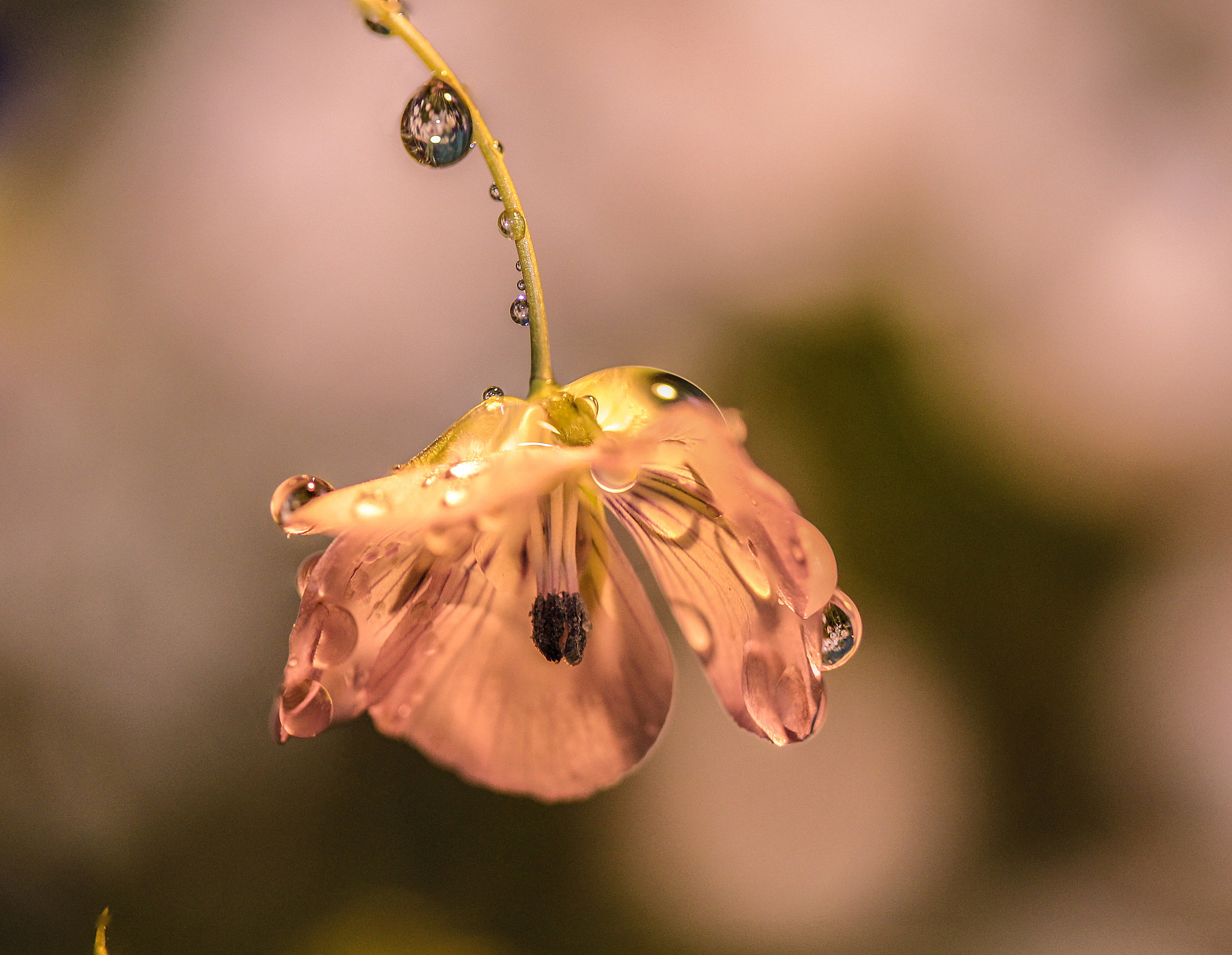 Canon EF-S 60mm F2.8 Macro USM sample photo. Too light for a bit of rain photography