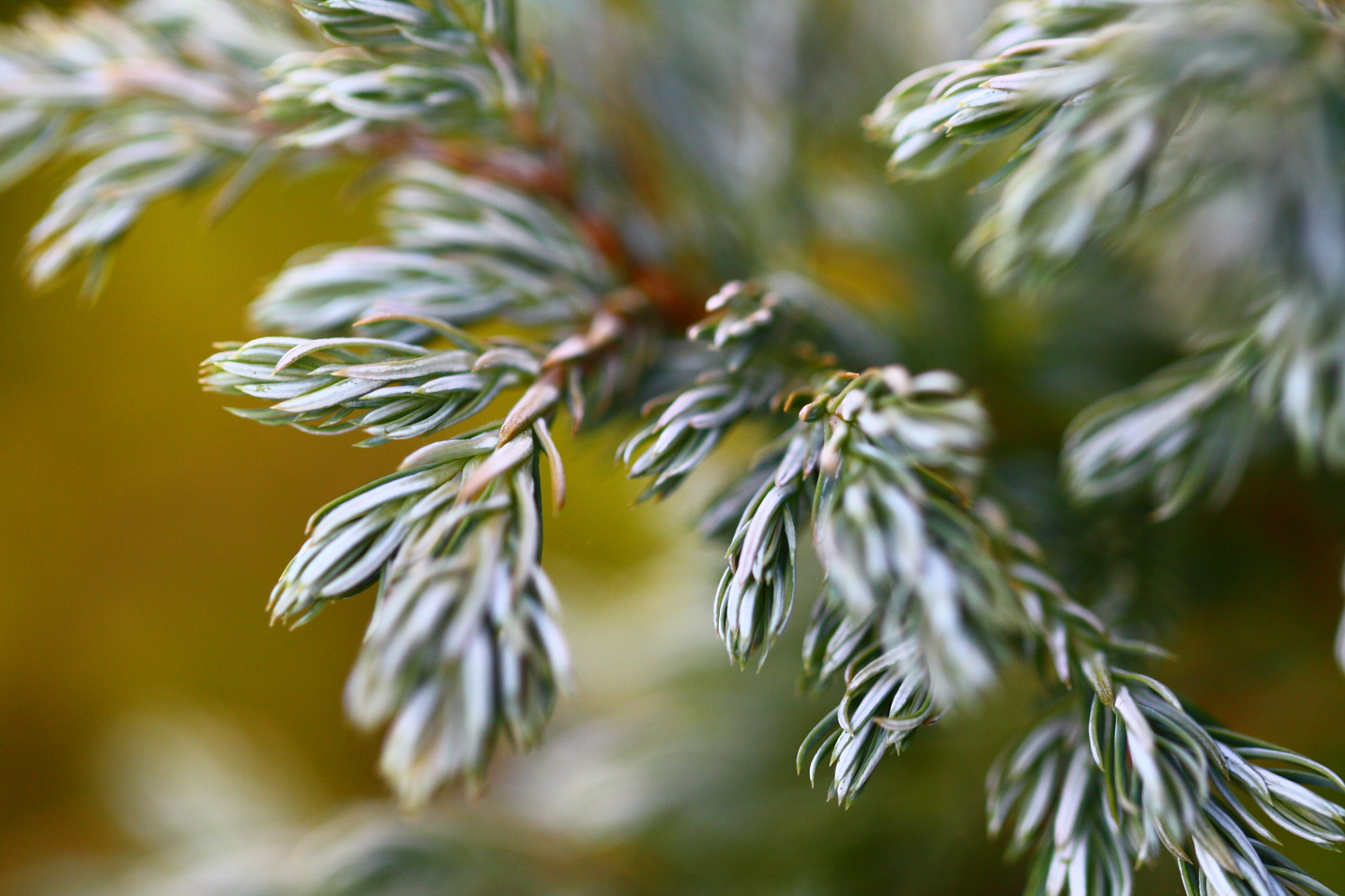 Canon EOS 450D (EOS Rebel XSi / EOS Kiss X2) + Canon EF 100mm F2.8L Macro IS USM sample photo. Conifer photography