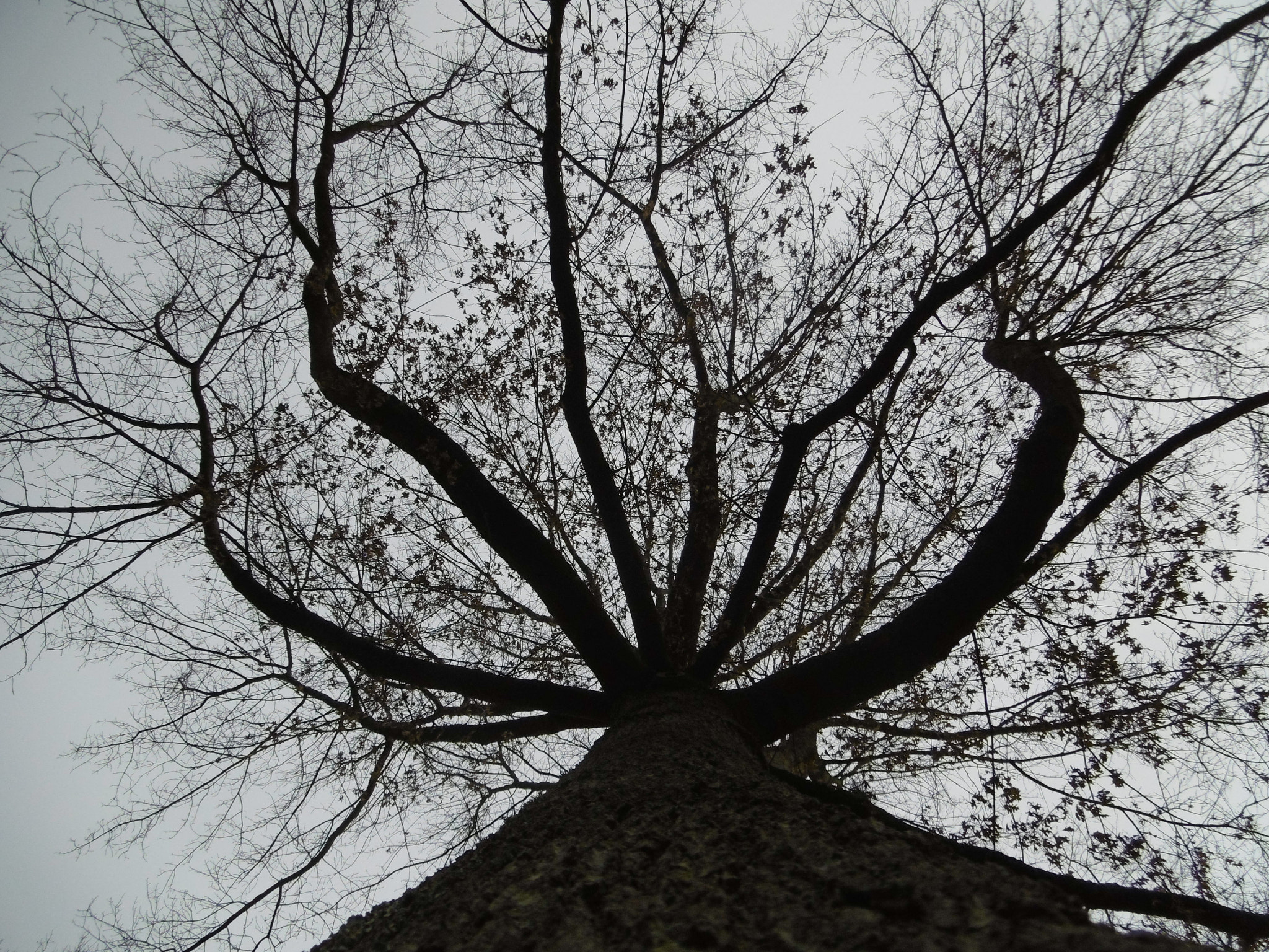 Panasonic DMC-SZ10 sample photo. An old tree in sky photography