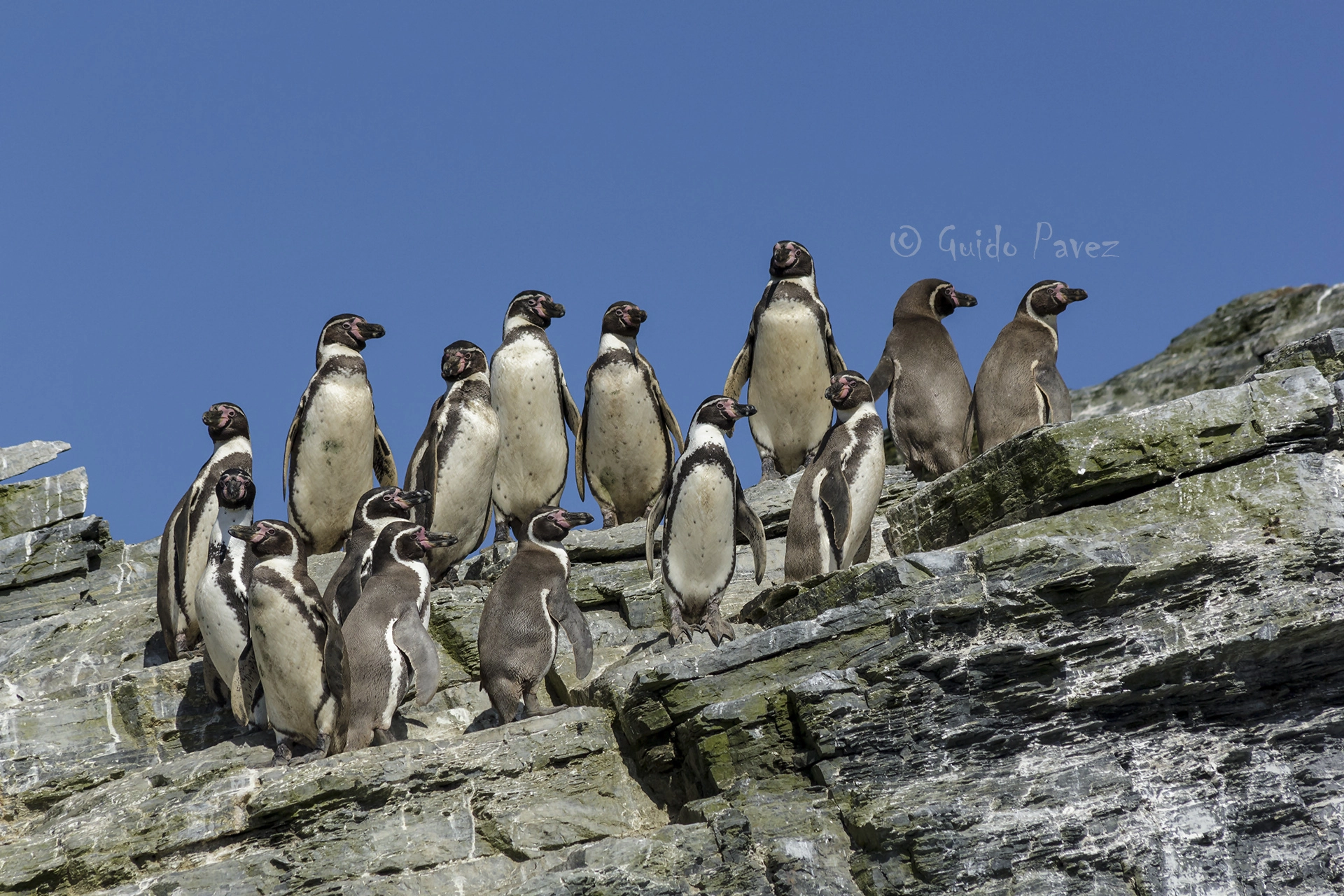 Canon EF 70-300mm F4-5.6 IS USM sample photo. Observers photography