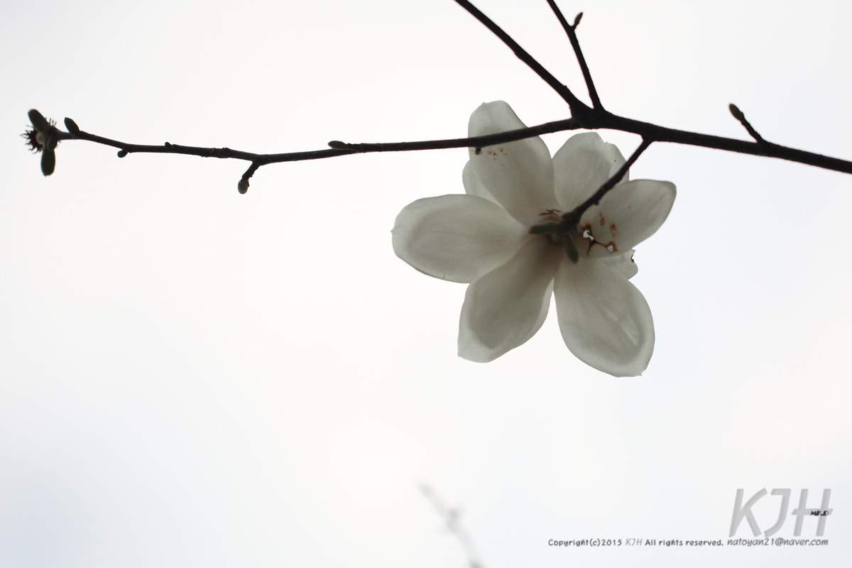 Canon EOS 5D + Canon EF 100mm F2.8L Macro IS USM sample photo. Magnolia photography