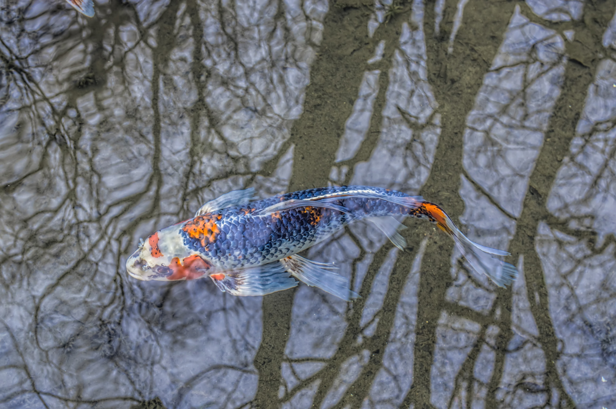 Pentax K-3 II + Sigma 17-70mm F2.8-4 DC Macro HSM Contemporary sample photo. Wt koi 08 photography